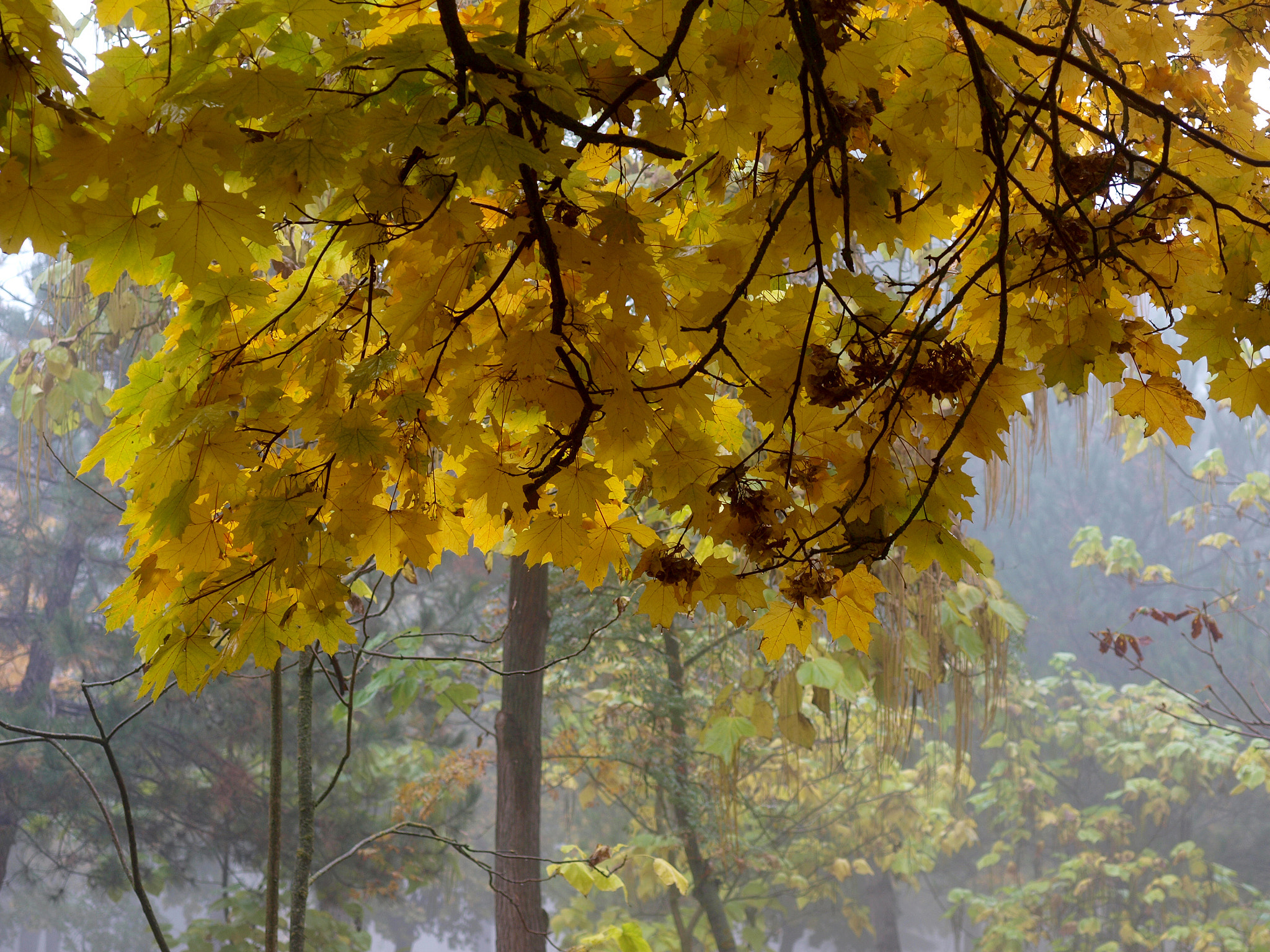 Olympus E-520 (EVOLT E-520) + OLYMPUS 14-54mm Lens sample photo. Autumn mood in the old park. foggy morning photography