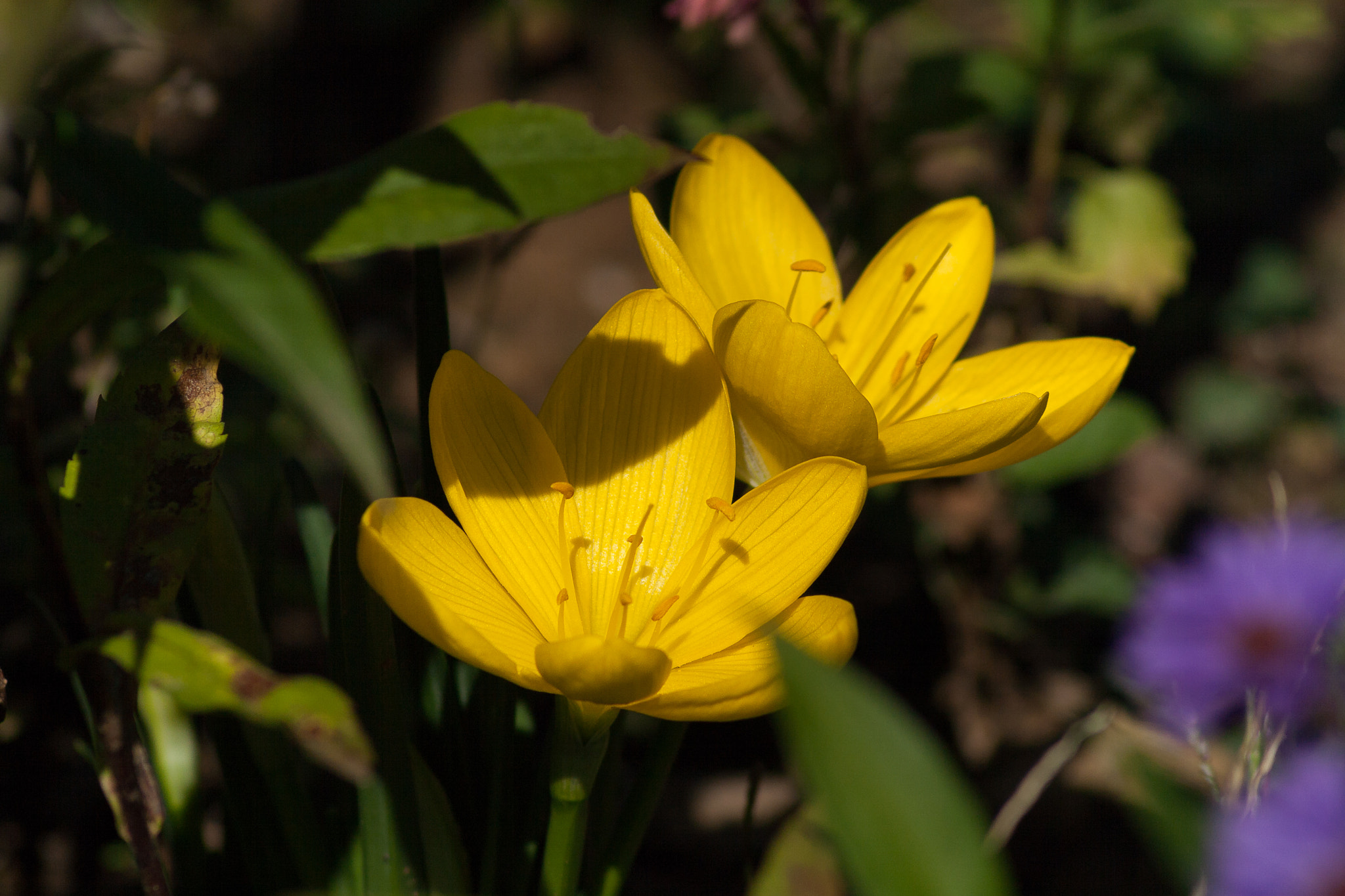 Canon EOS 1000D (EOS Digital Rebel XS / EOS Kiss F) sample photo. Autumn crocus photography