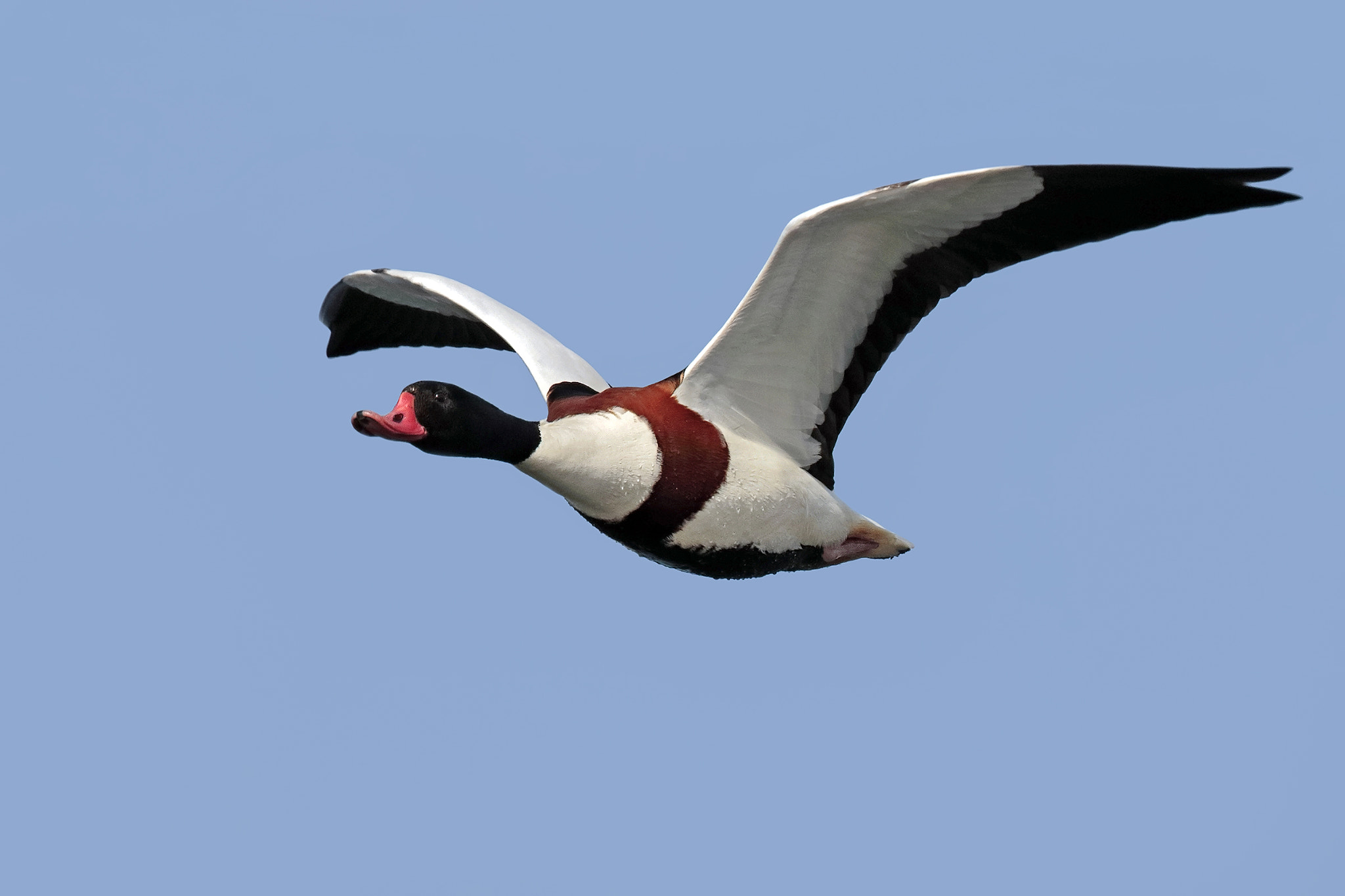 Canon EF 300mm F2.8L IS II USM sample photo. Sheldrake photography