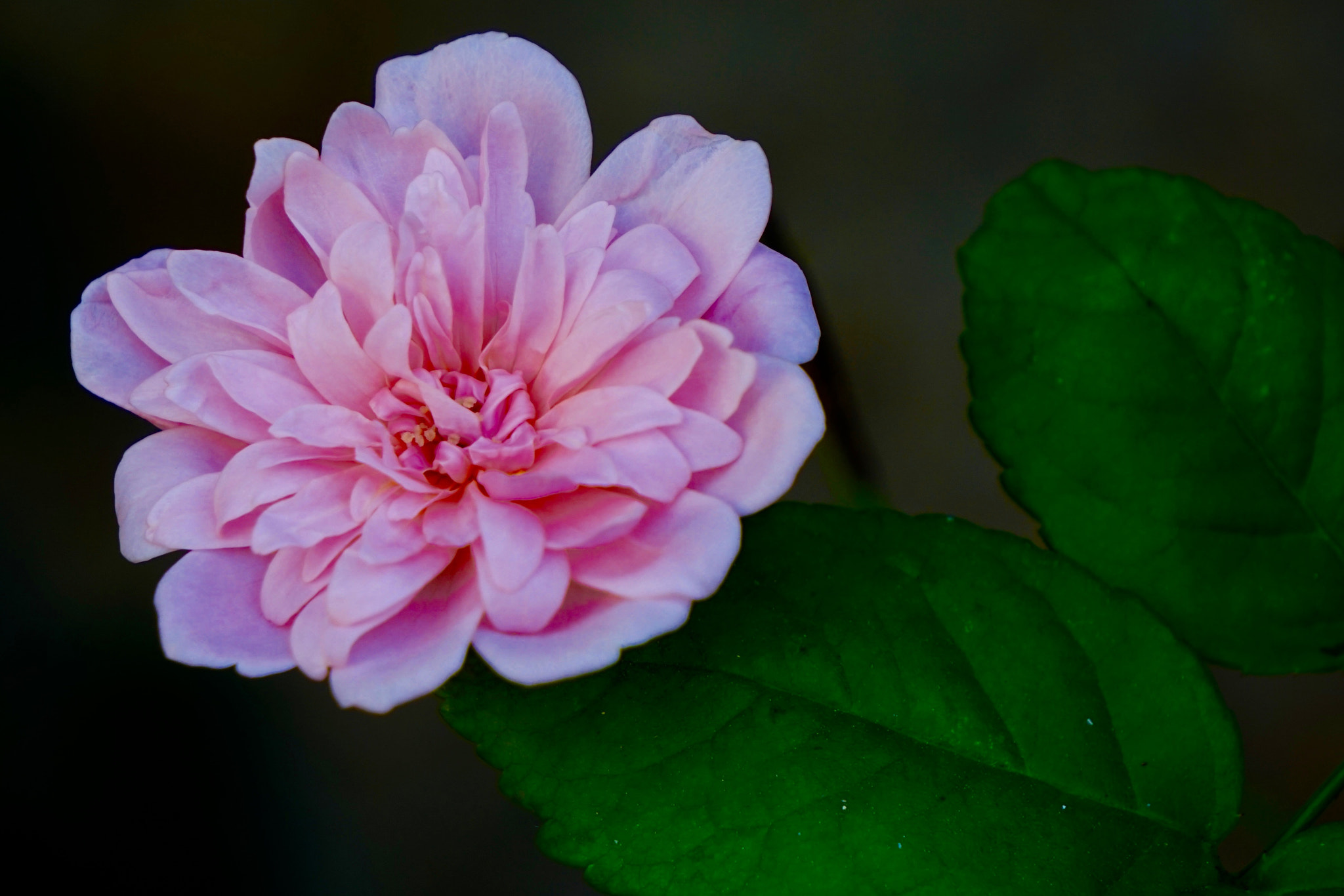 Sony E 55-210mm F4.5-6.3 OSS sample photo. La otra rosa photography