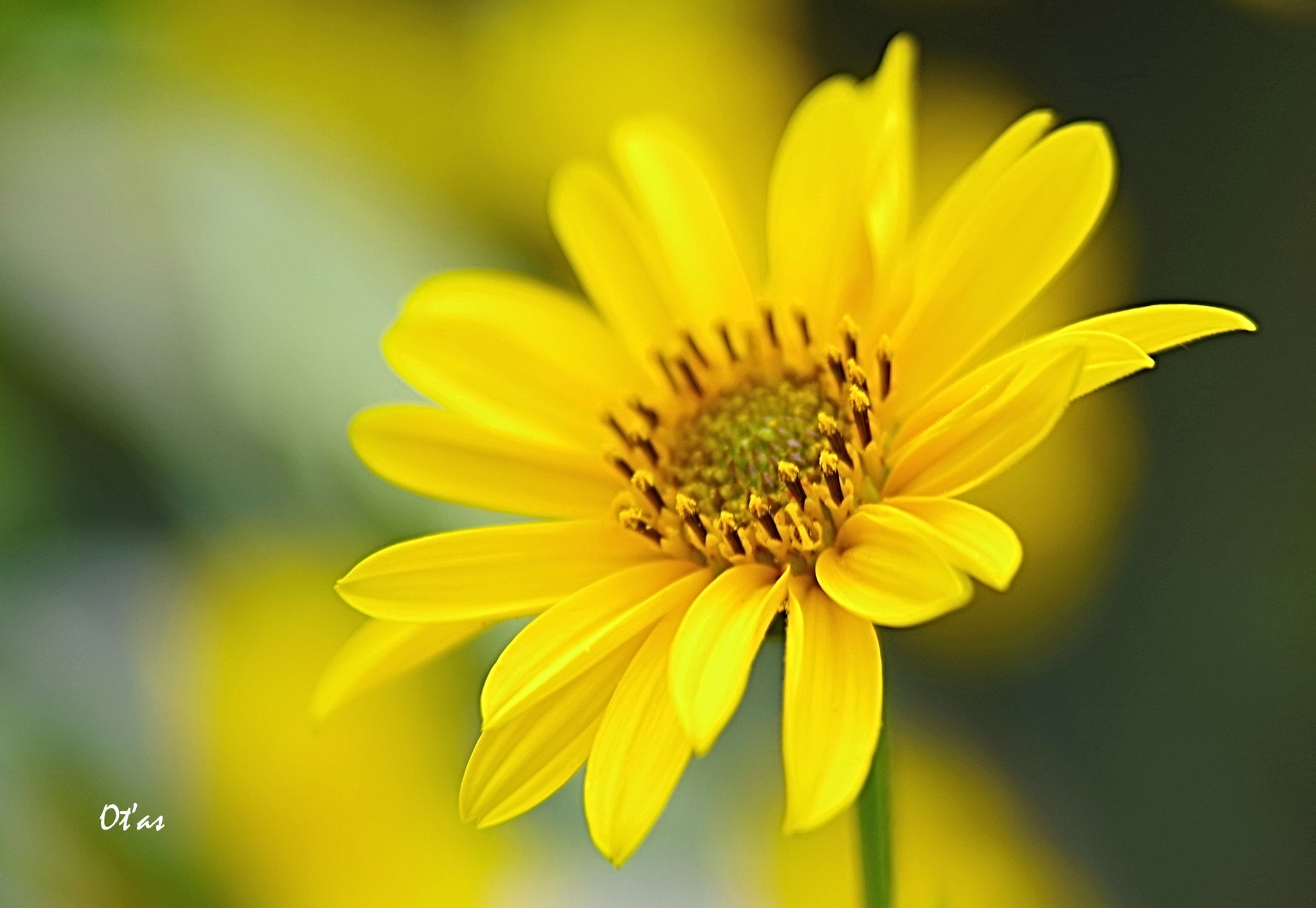 Tamron AF 28-75mm F2.8 XR Di LD Aspherical (IF) sample photo. Flower photography