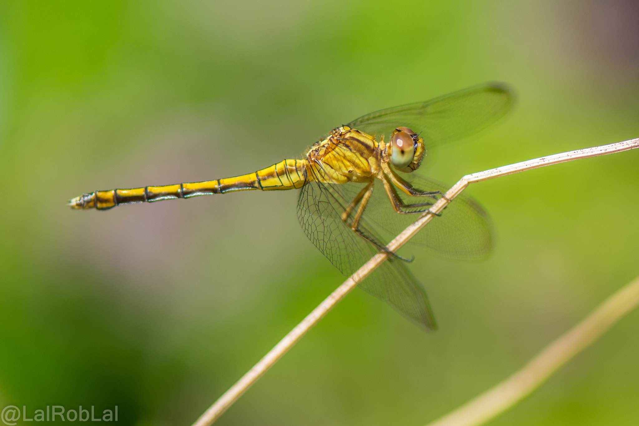 Nikon AF-S Micro-Nikkor 105mm F2.8G IF-ED VR sample photo. Golden fly photography