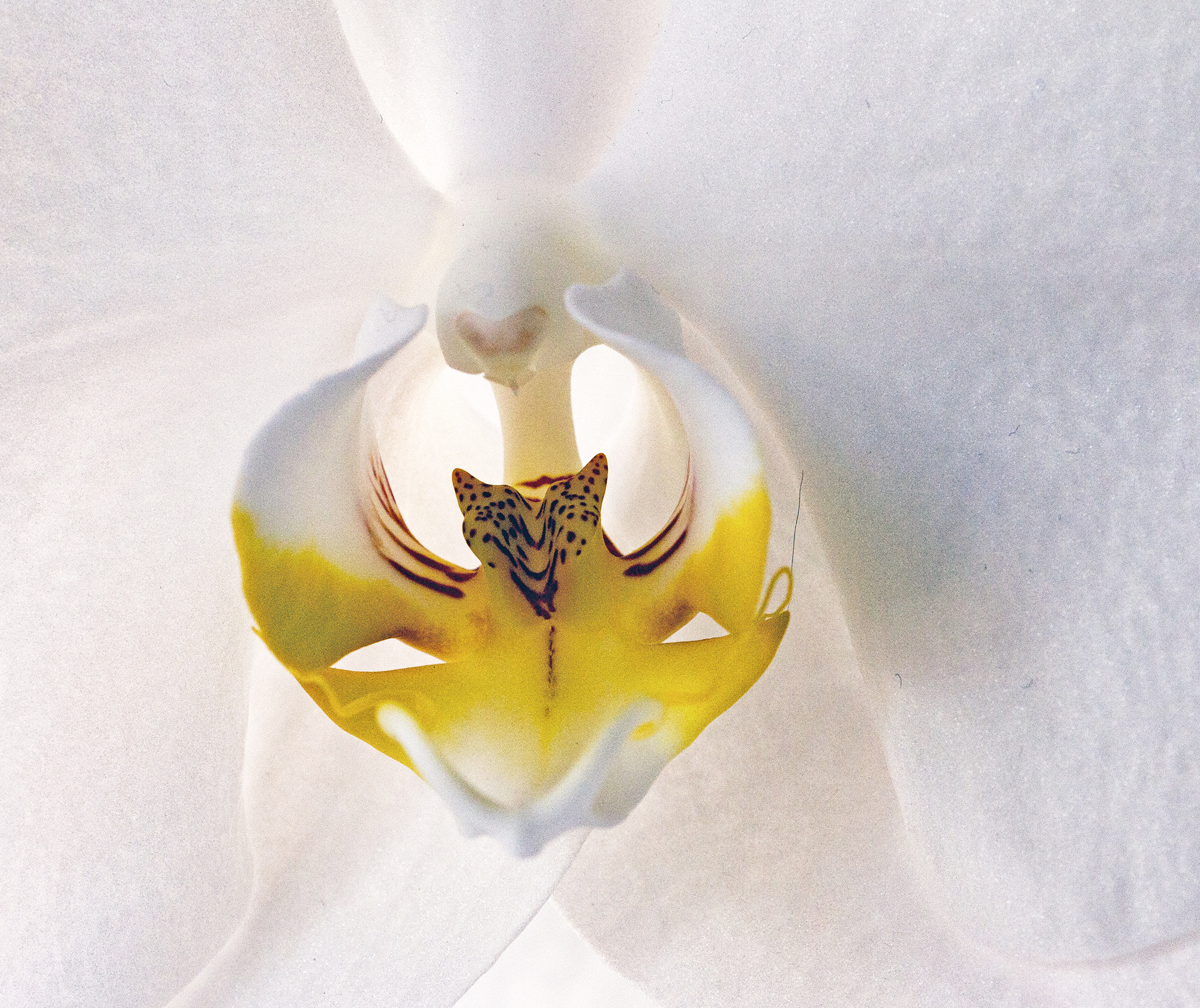 Sigma 150mm f/2.8 EX DG OS HSM APO Macro sample photo. Orchid with leopard 1 photography