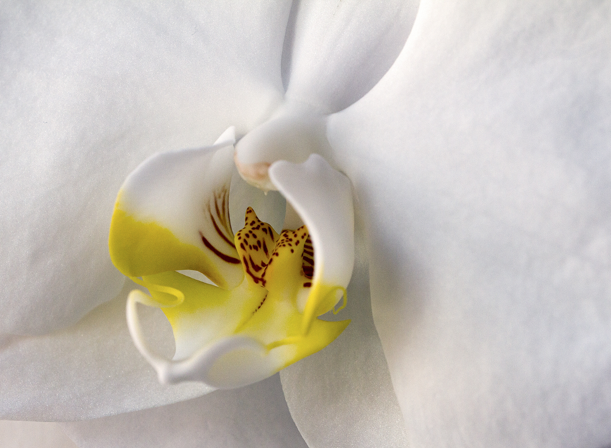 Sigma 150mm f/2.8 EX DG OS HSM APO Macro sample photo. Orchid with leopard 2 photography