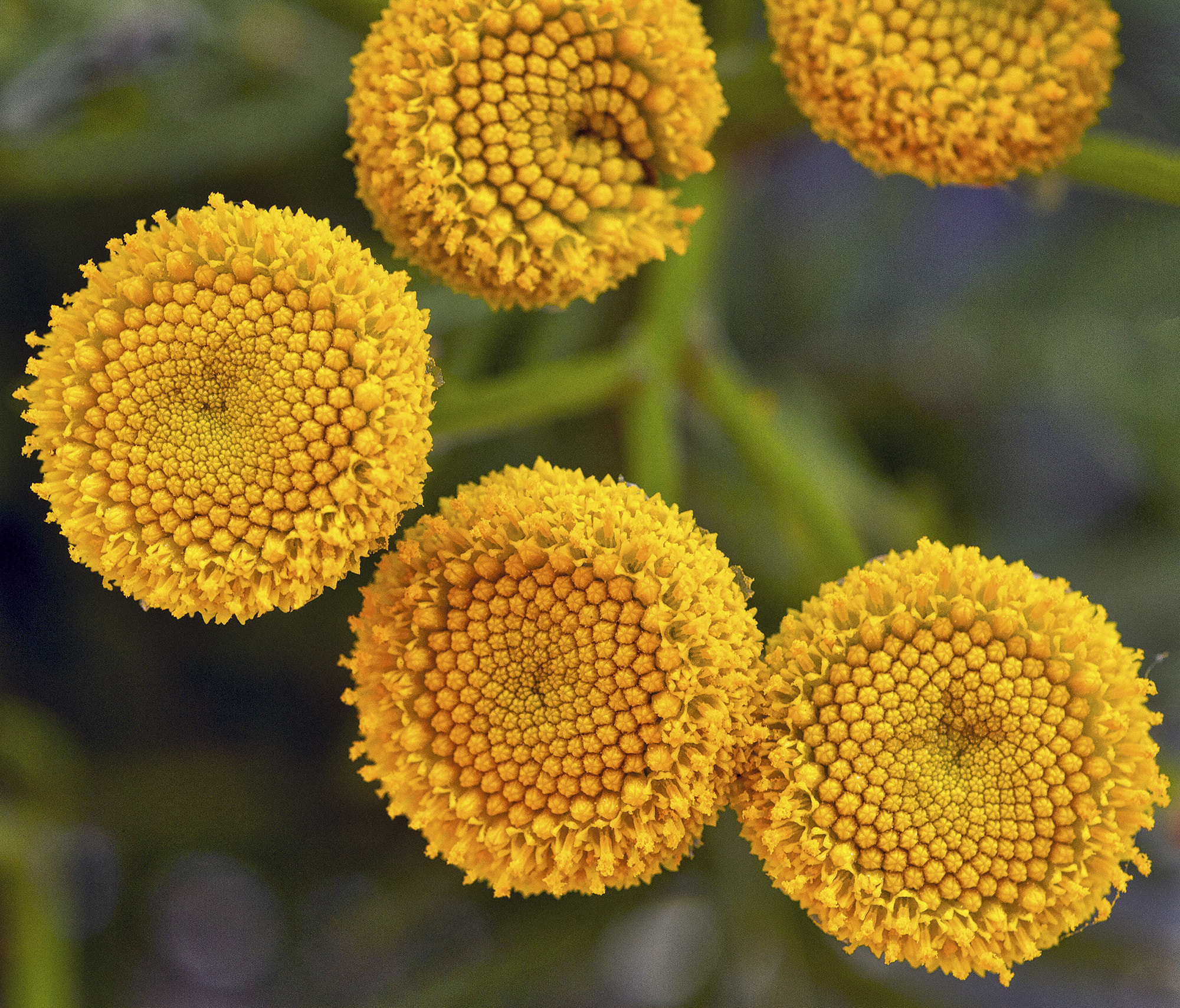 Sigma 150mm f/2.8 EX DG OS HSM APO Macro sample photo. Tansies 1 photography
