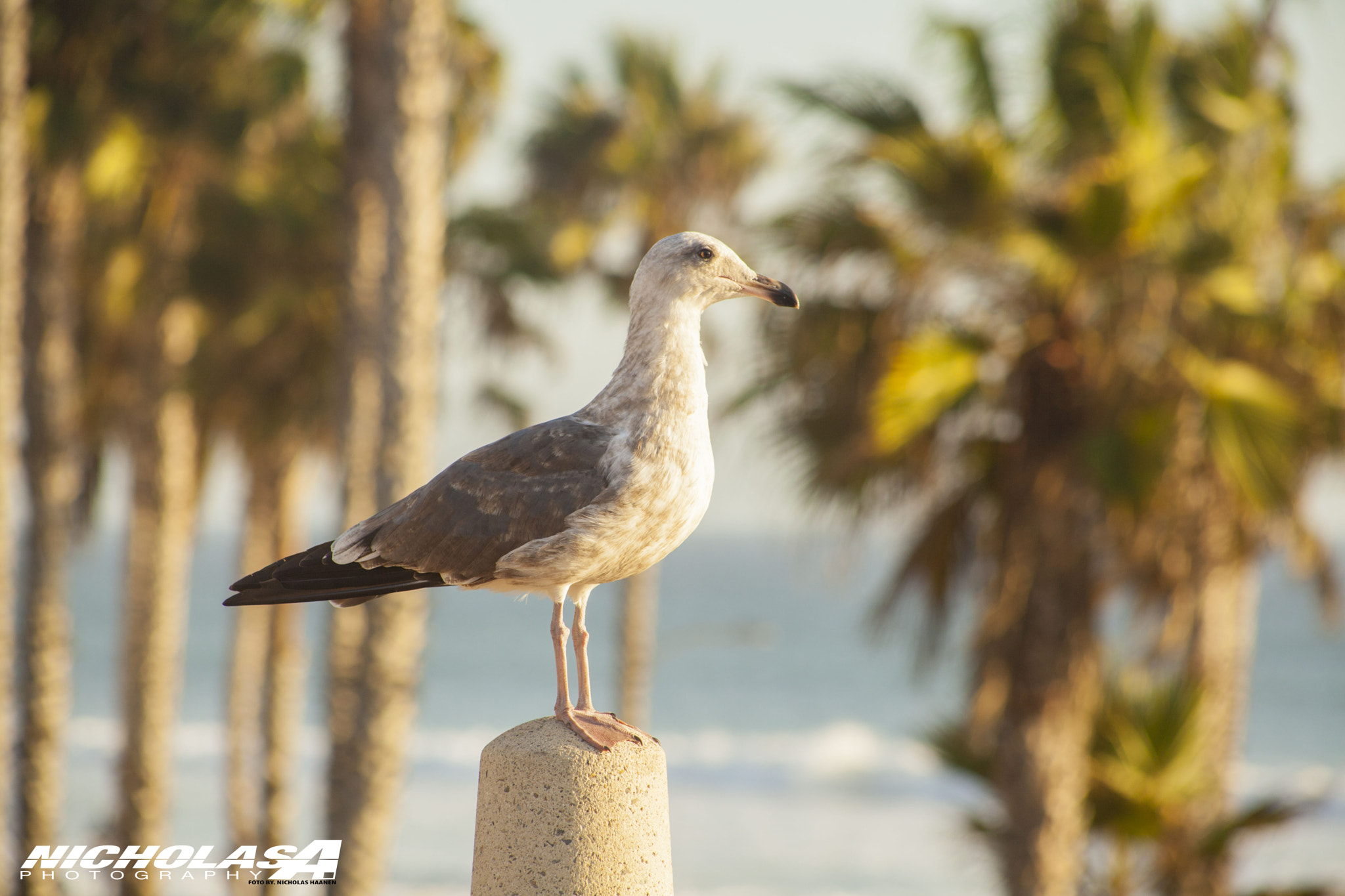 Canon EF 75-300mm f/4-5.6 USM sample photo. Homie photography
