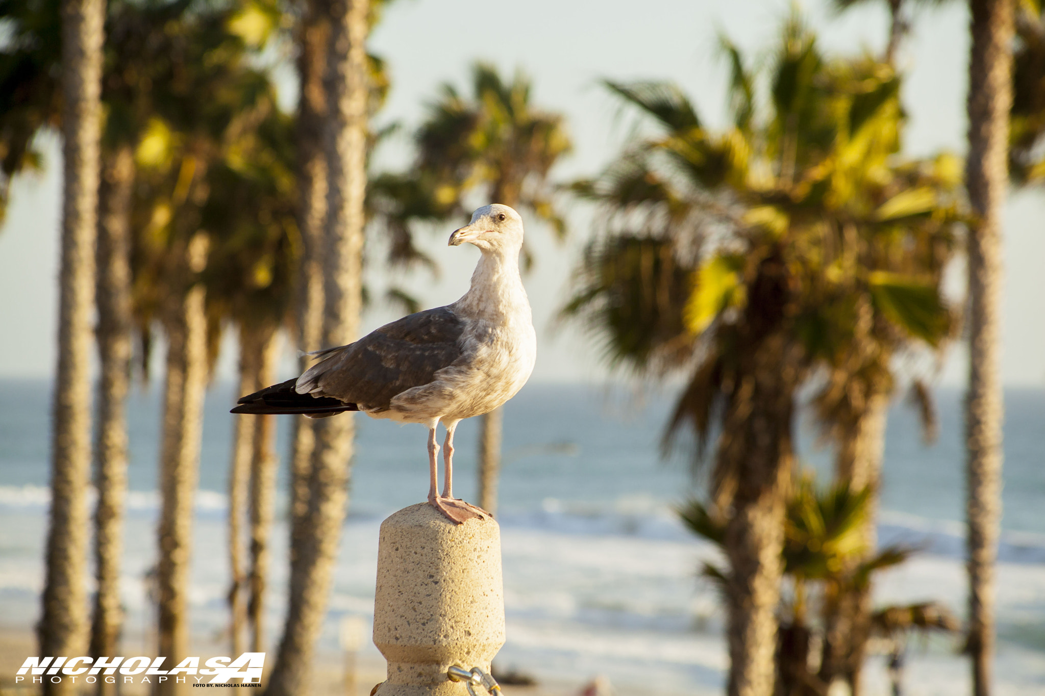 Canon EF 75-300mm f/4-5.6 USM sample photo. Homie pt 2 photography
