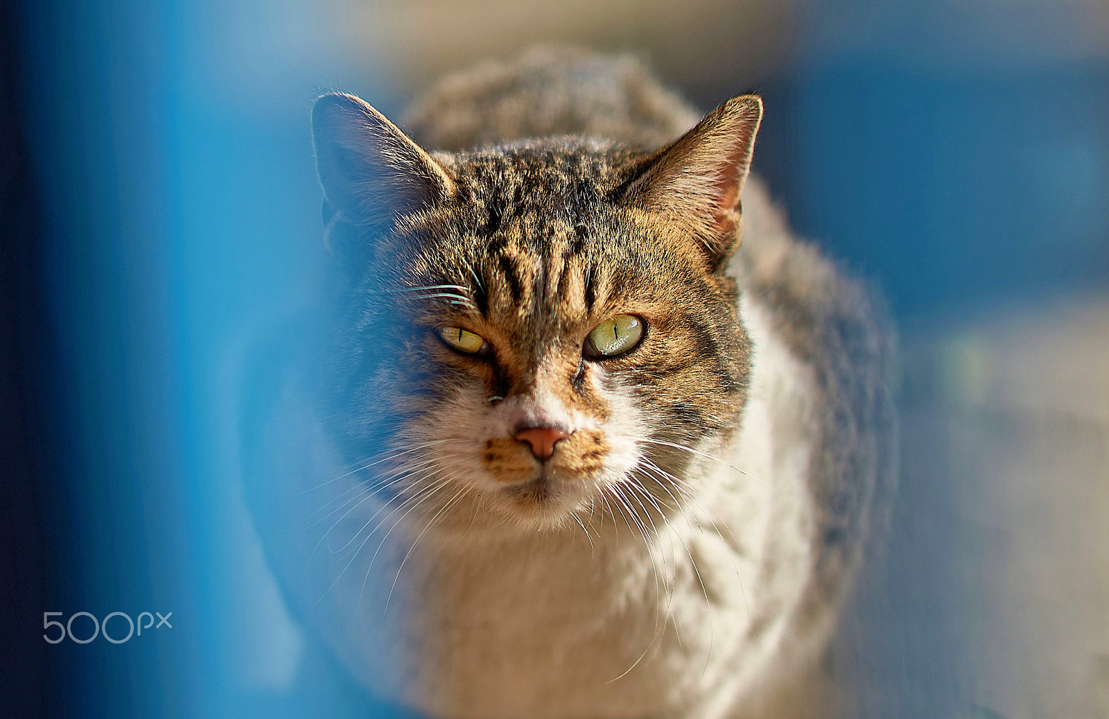 Sony Sonnar T* 135mm F1.8 ZA sample photo. Not anger from the prestige photography