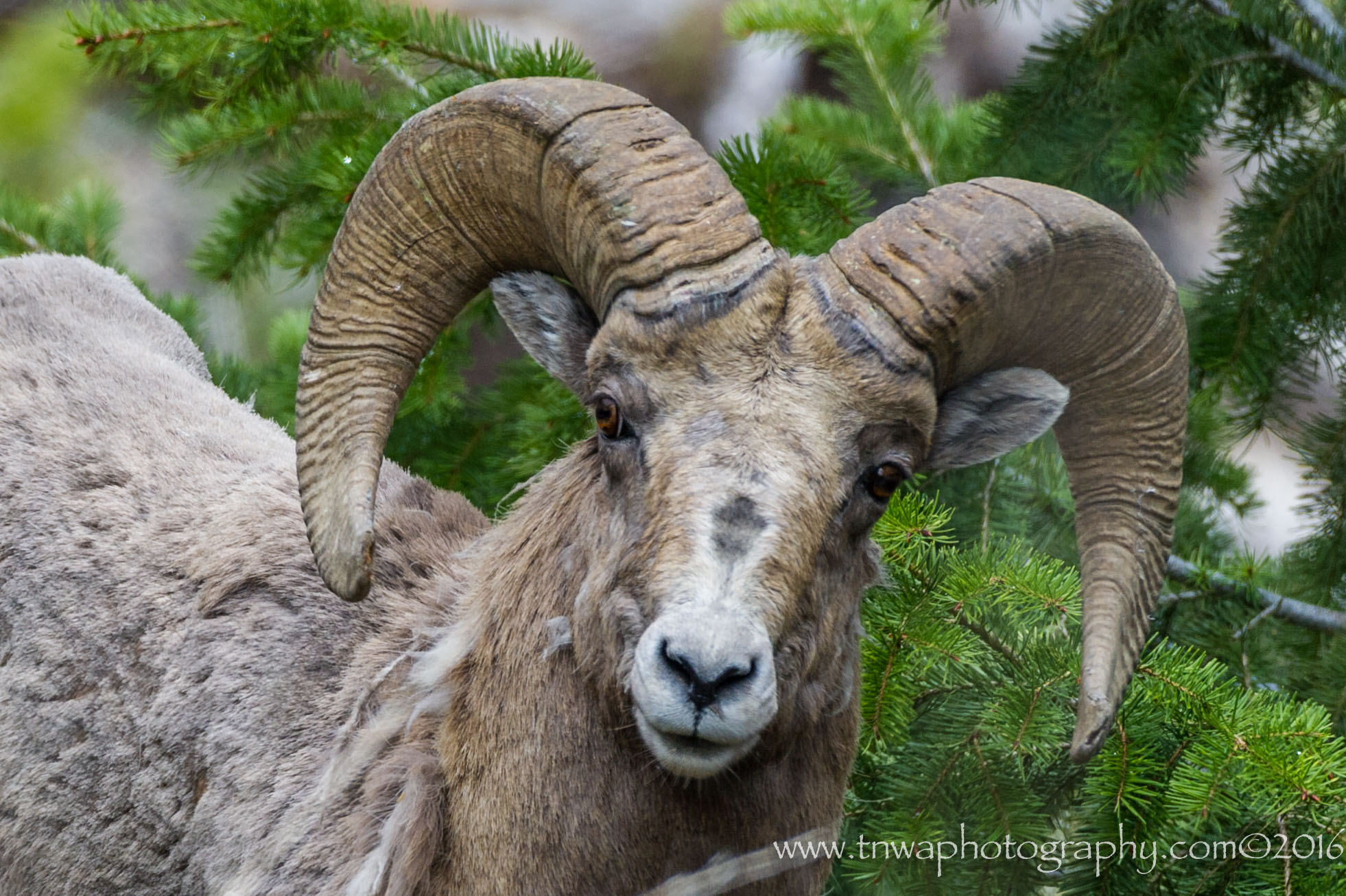 Nikon AF-S Nikkor 200-500mm F5.6E ED VR sample photo. Fancy meeting you here photography