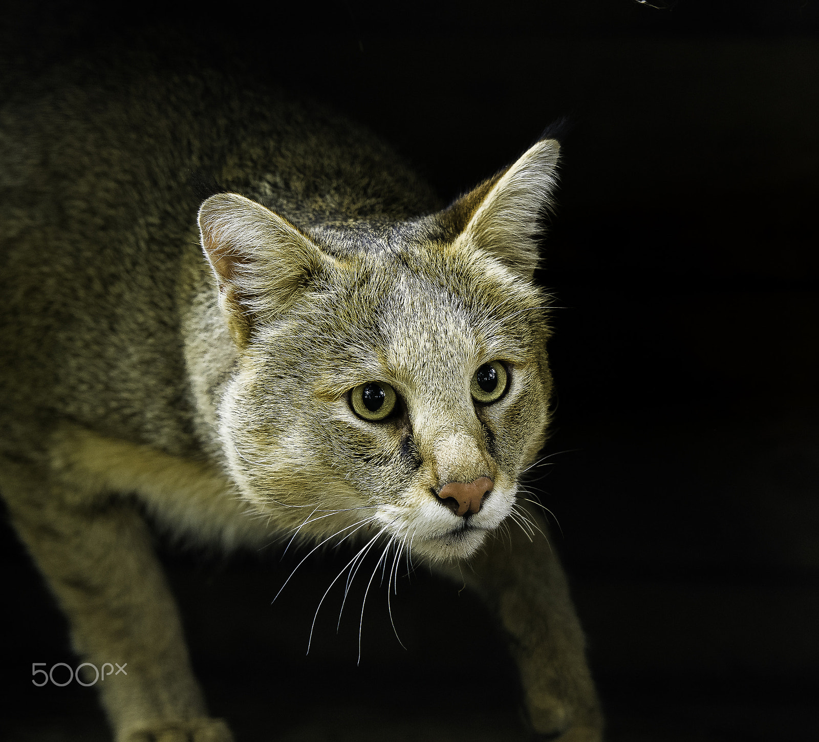 Nikon D5 + Nikon AF-S Nikkor 200mm F2G ED VR II sample photo. Jungle cat photography