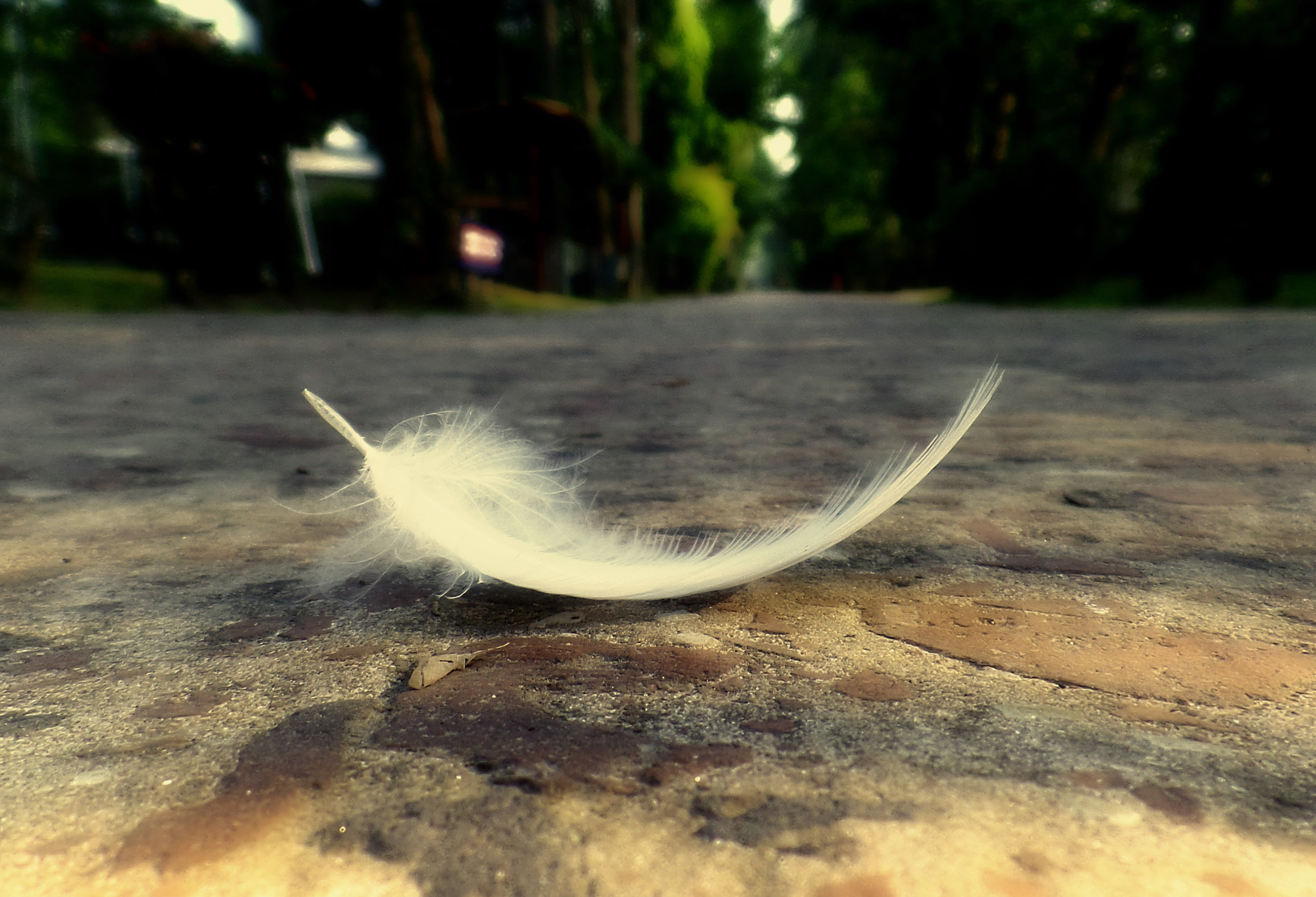 Samsung WB800F sample photo. Fallen feather photography