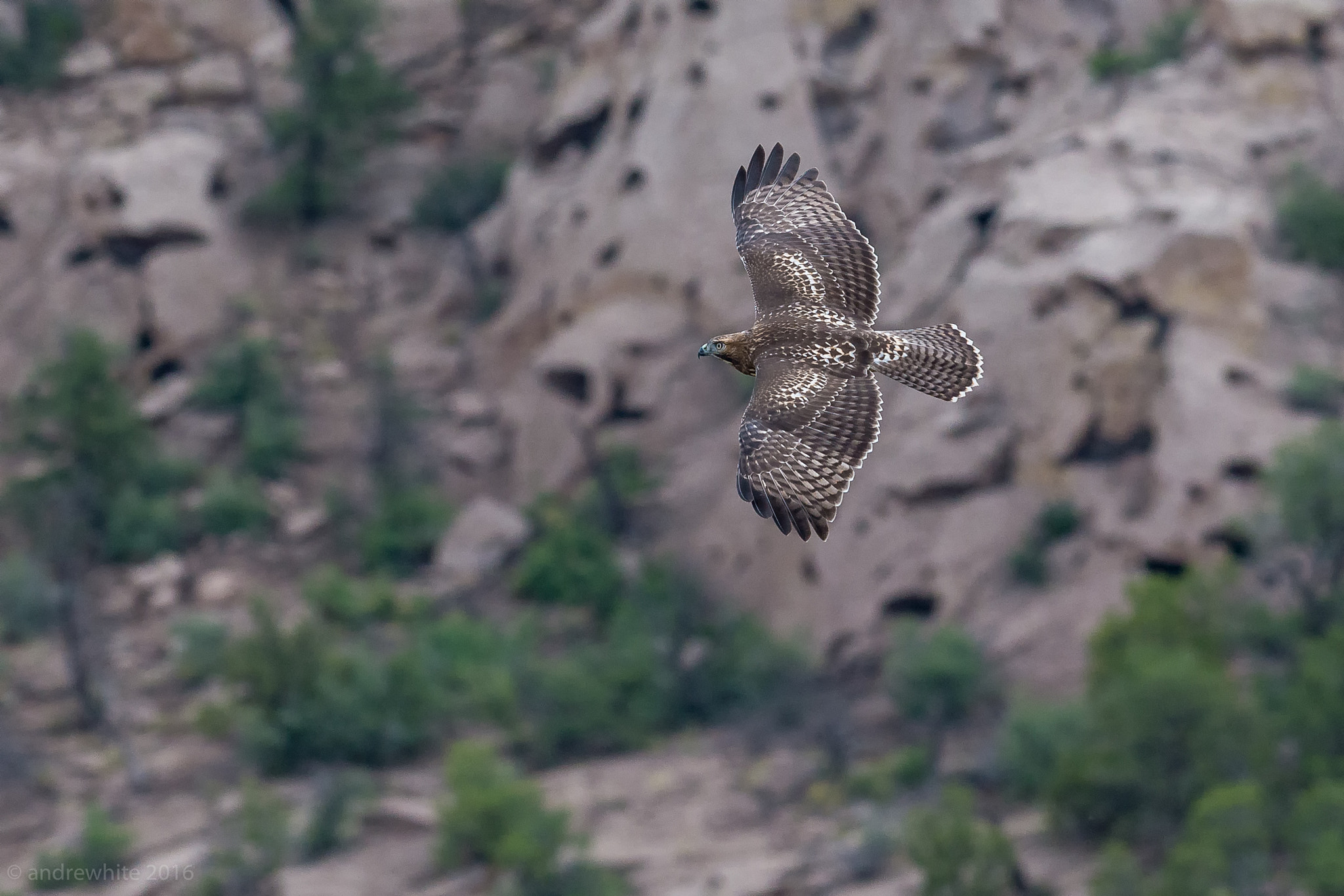 Nikon AF-S Nikkor 300mm F2.8G ED VR II sample photo. Fledgling red-tailed hawk photography
