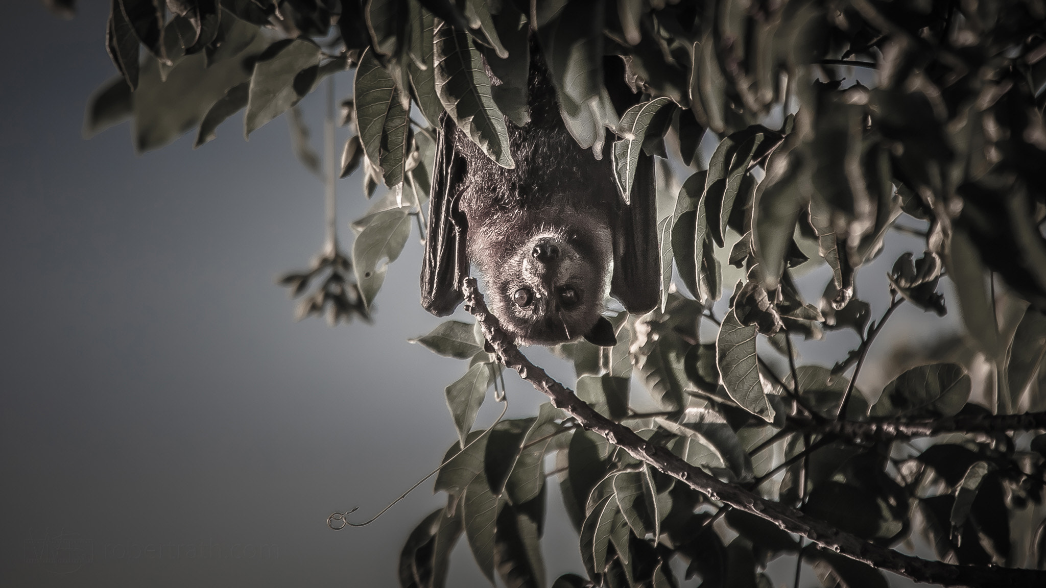 Canon EOS 50D sample photo. Just hanging photography