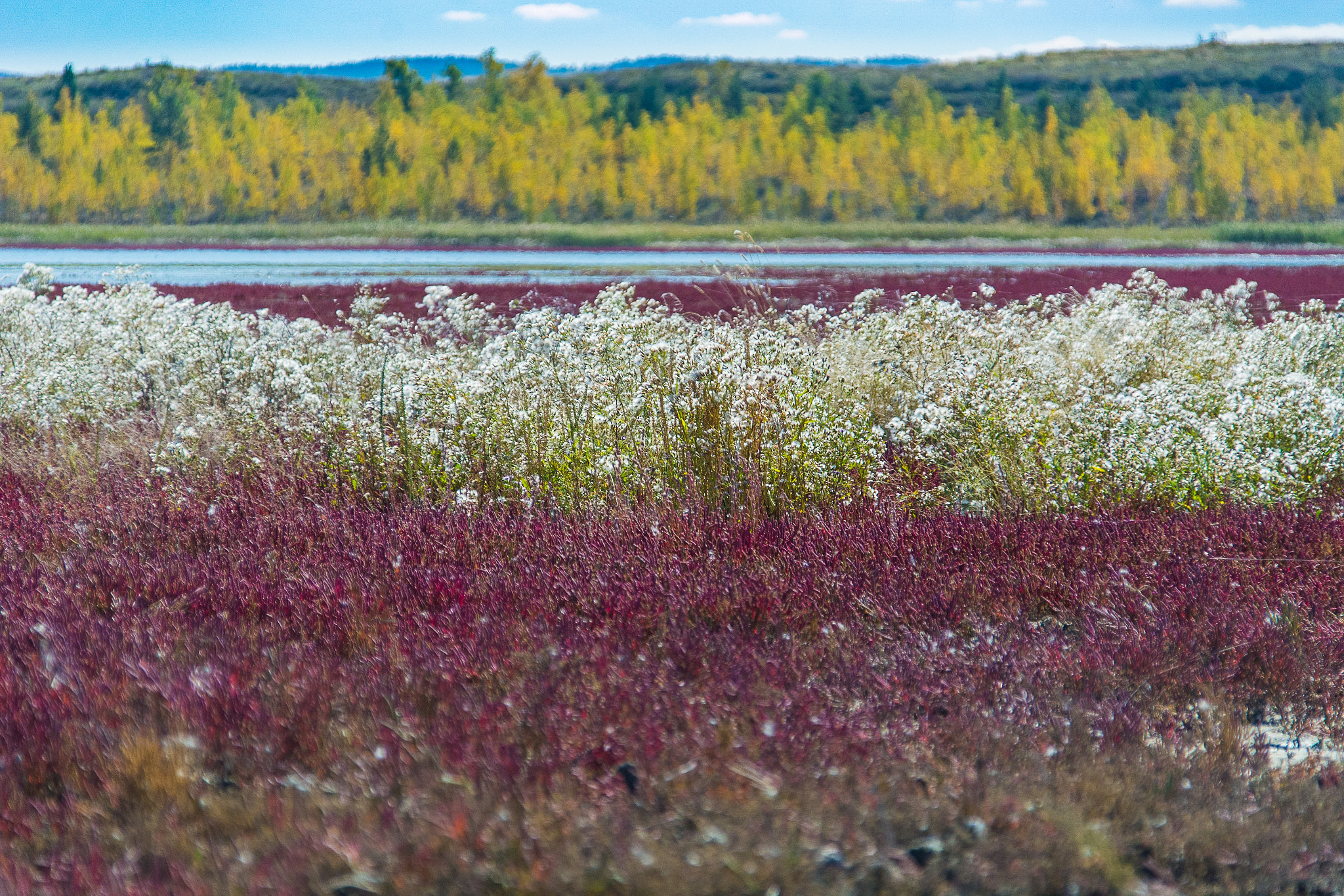 Nikon D7100 sample photo. Lake's autumn skirt photography