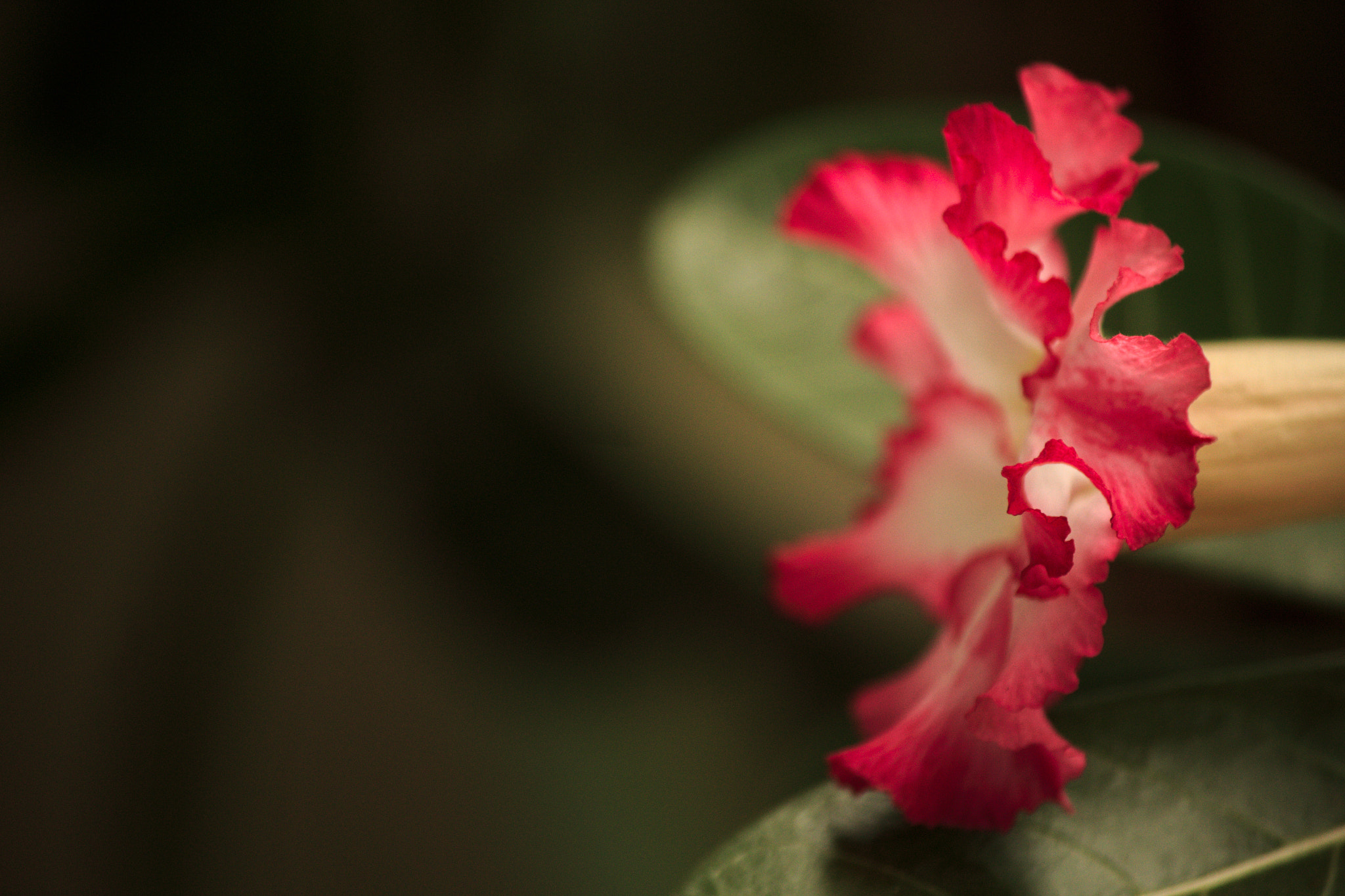 Canon EF-S 55-250mm F4-5.6 IS II sample photo. Desert rose photography