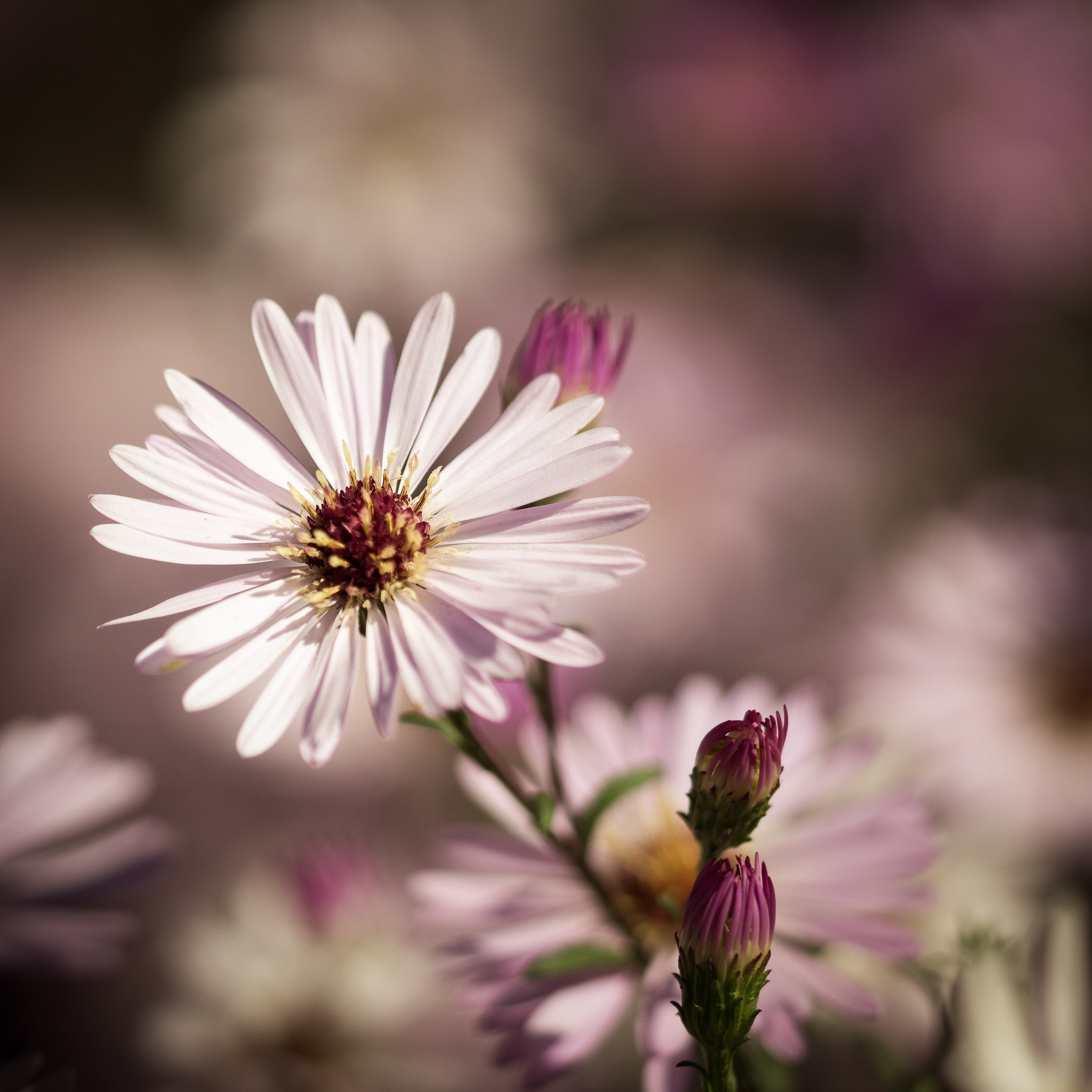 Sony a6000 + Sony FE 90mm F2.8 Macro G OSS sample photo. Enjoy the last sunbeams of the day... photography
