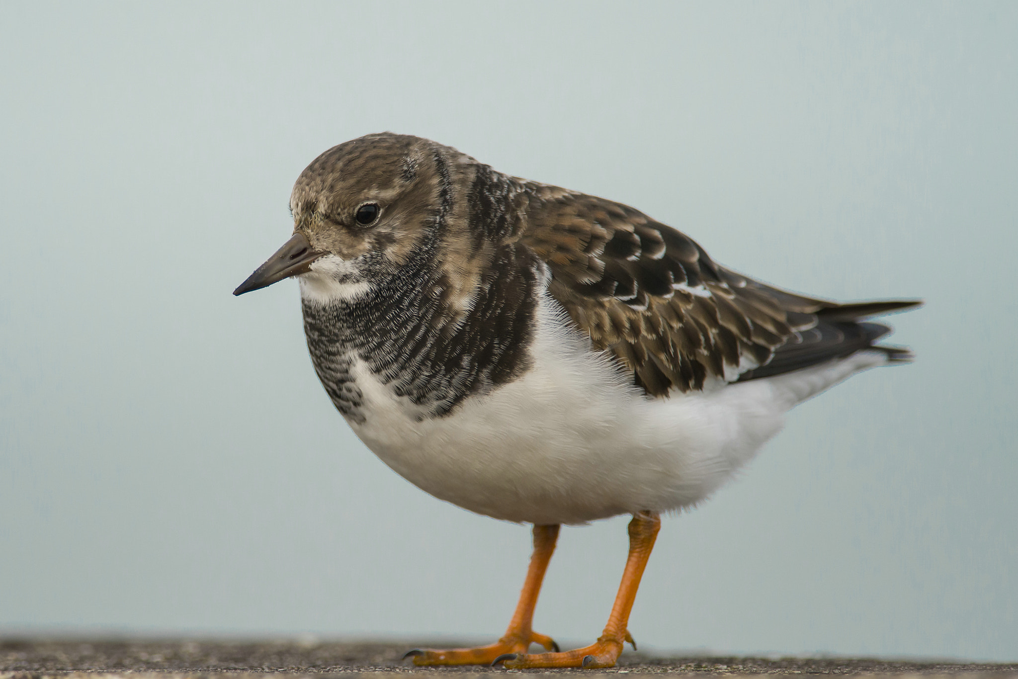 Nikon D600 + Nikon AF-S Nikkor 300mm F4D ED-IF sample photo. Steenloper - ruddy turnstone - arenaria interpres photography