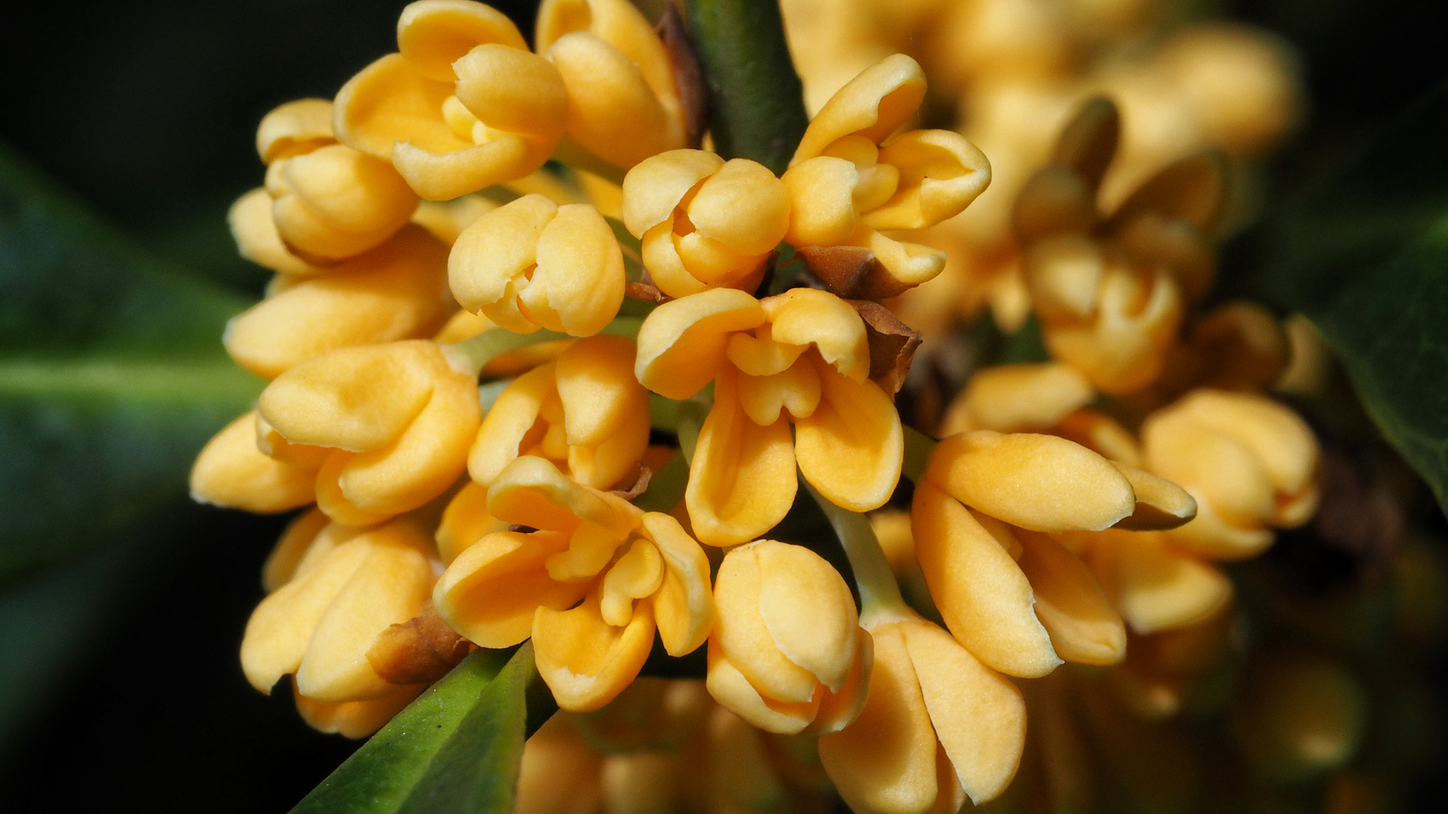 Olympus PEN E-PL7 sample photo. Orange osmanthus photography