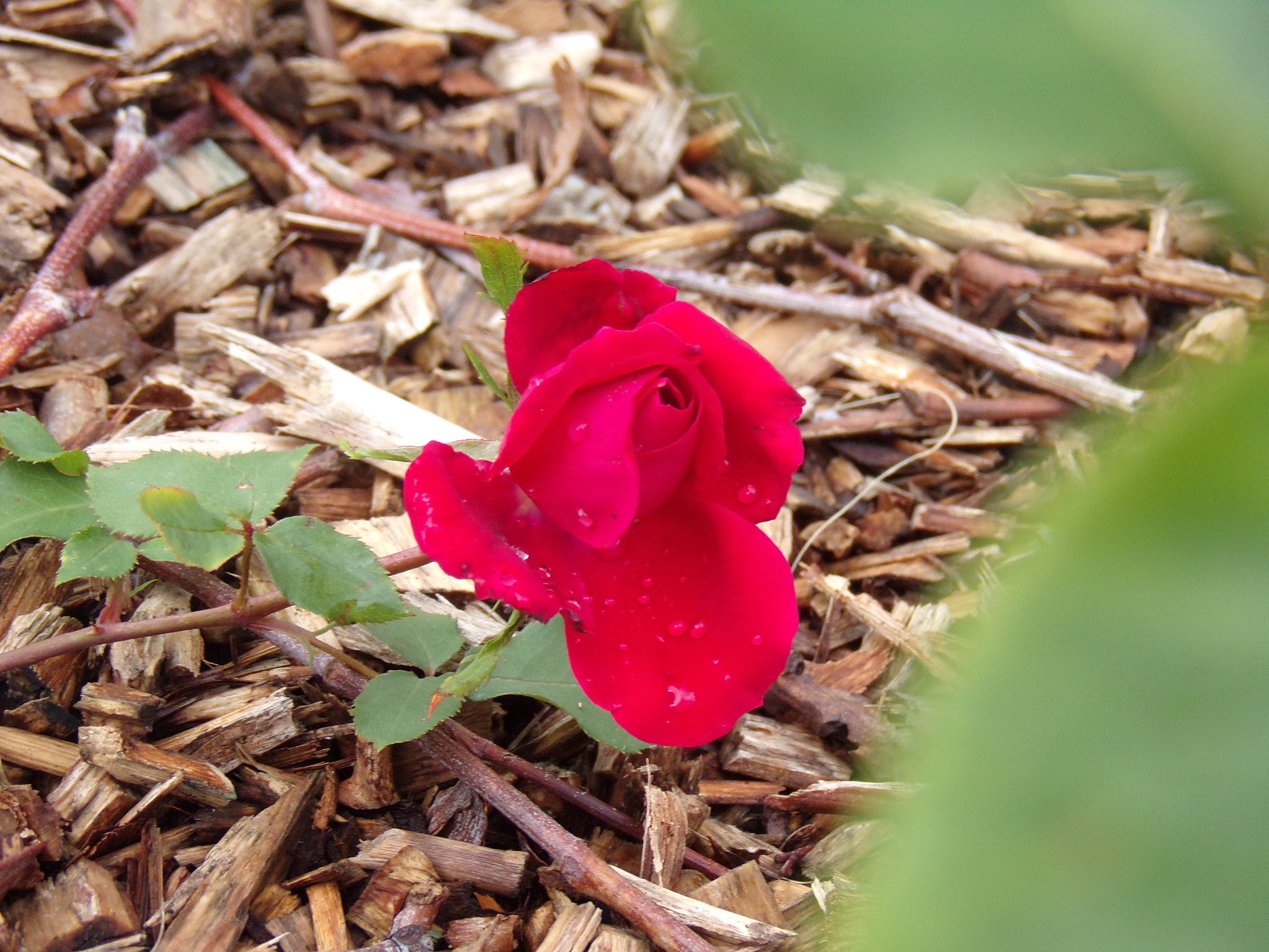 JK KODAK PIXPRO AZ421 sample photo. Red rose !  photography