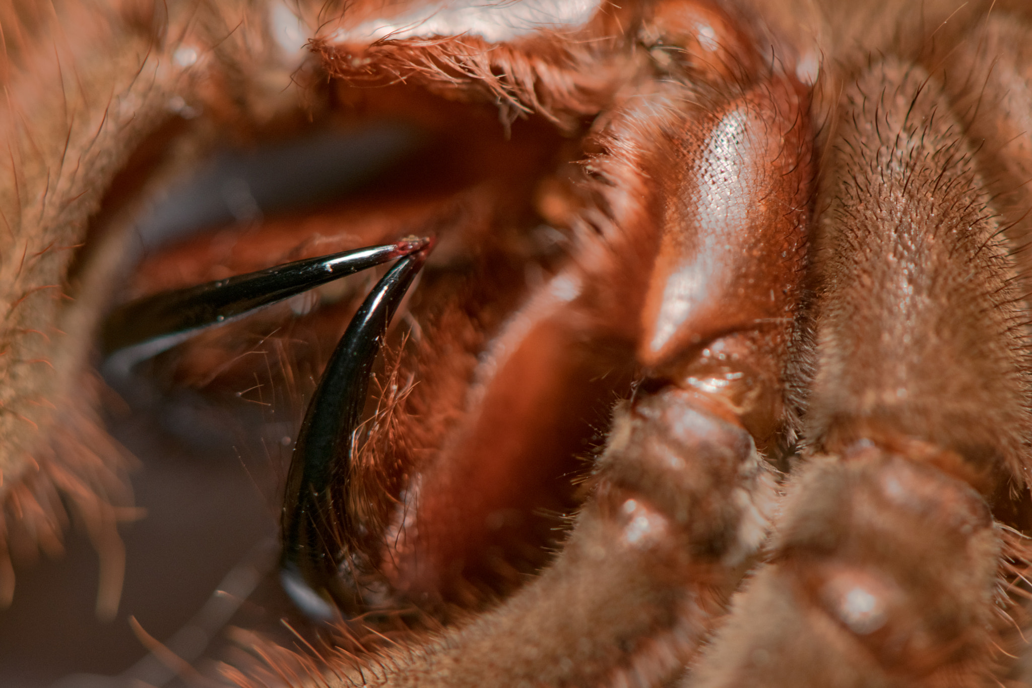 Nikon AF-S Micro-Nikkor 105mm F2.8G IF-ED VR sample photo. Tarantula fangs photography