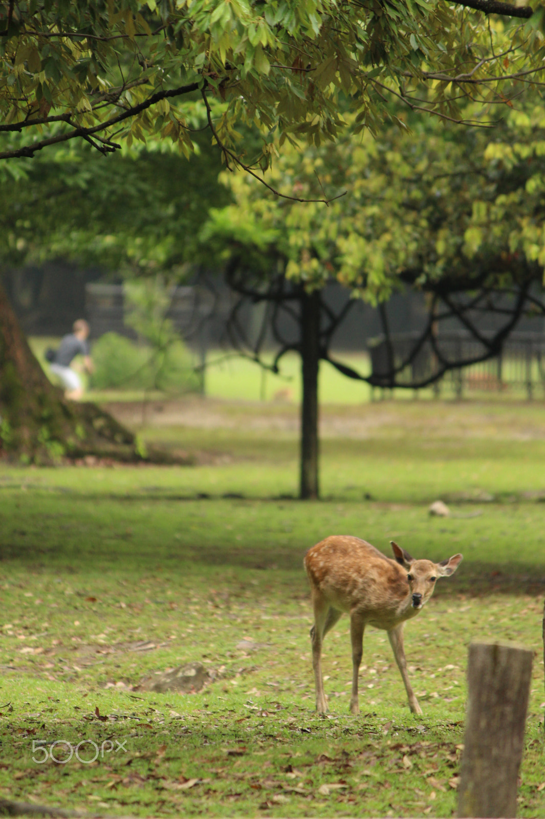 Canon EOS 100D (EOS Rebel SL1 / EOS Kiss X7) sample photo. Spotted deer photography