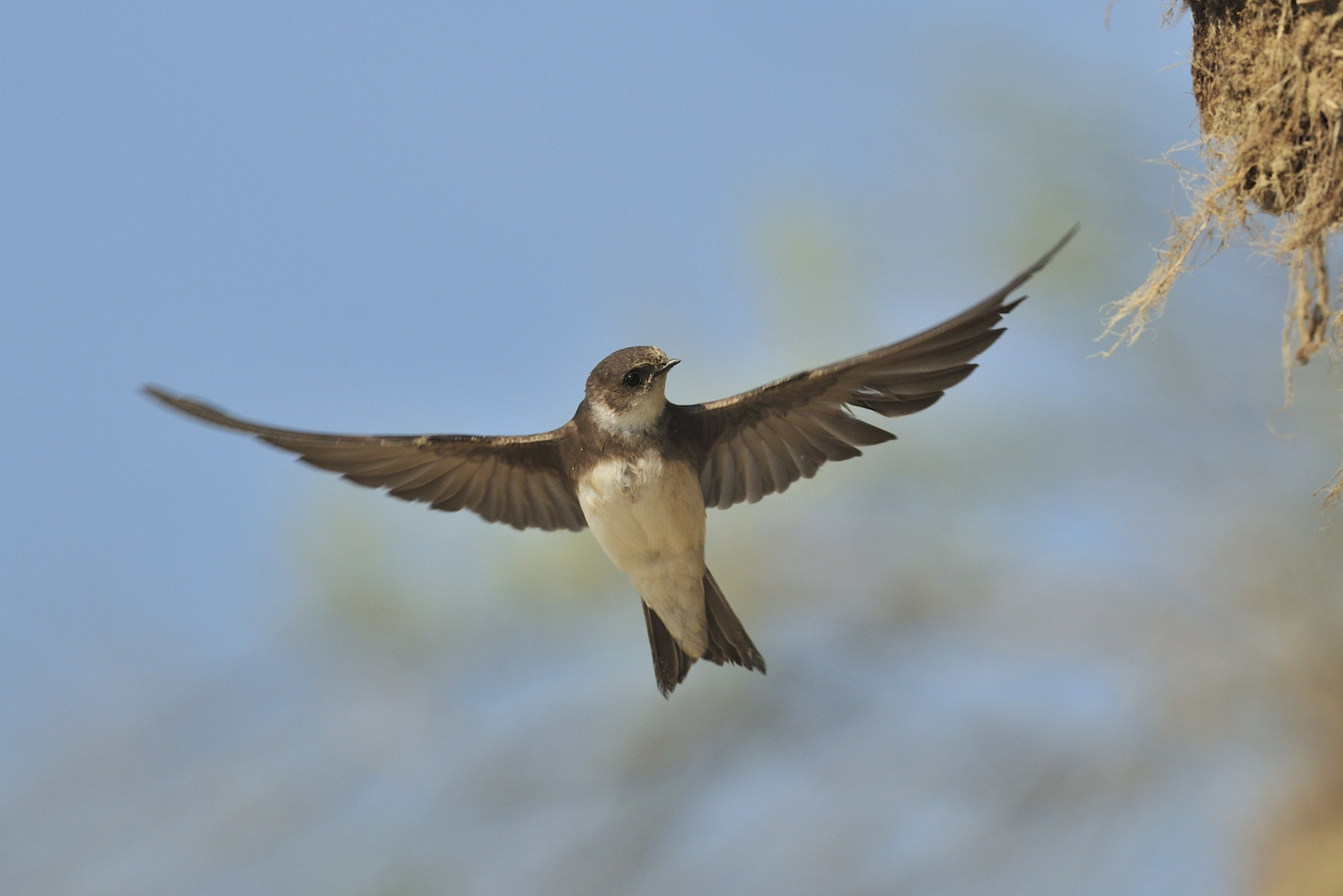 Nikon D300 + Nikon AF-S Nikkor 300mm F4D ED-IF sample photo. Sand martin / uferschwalbe photography