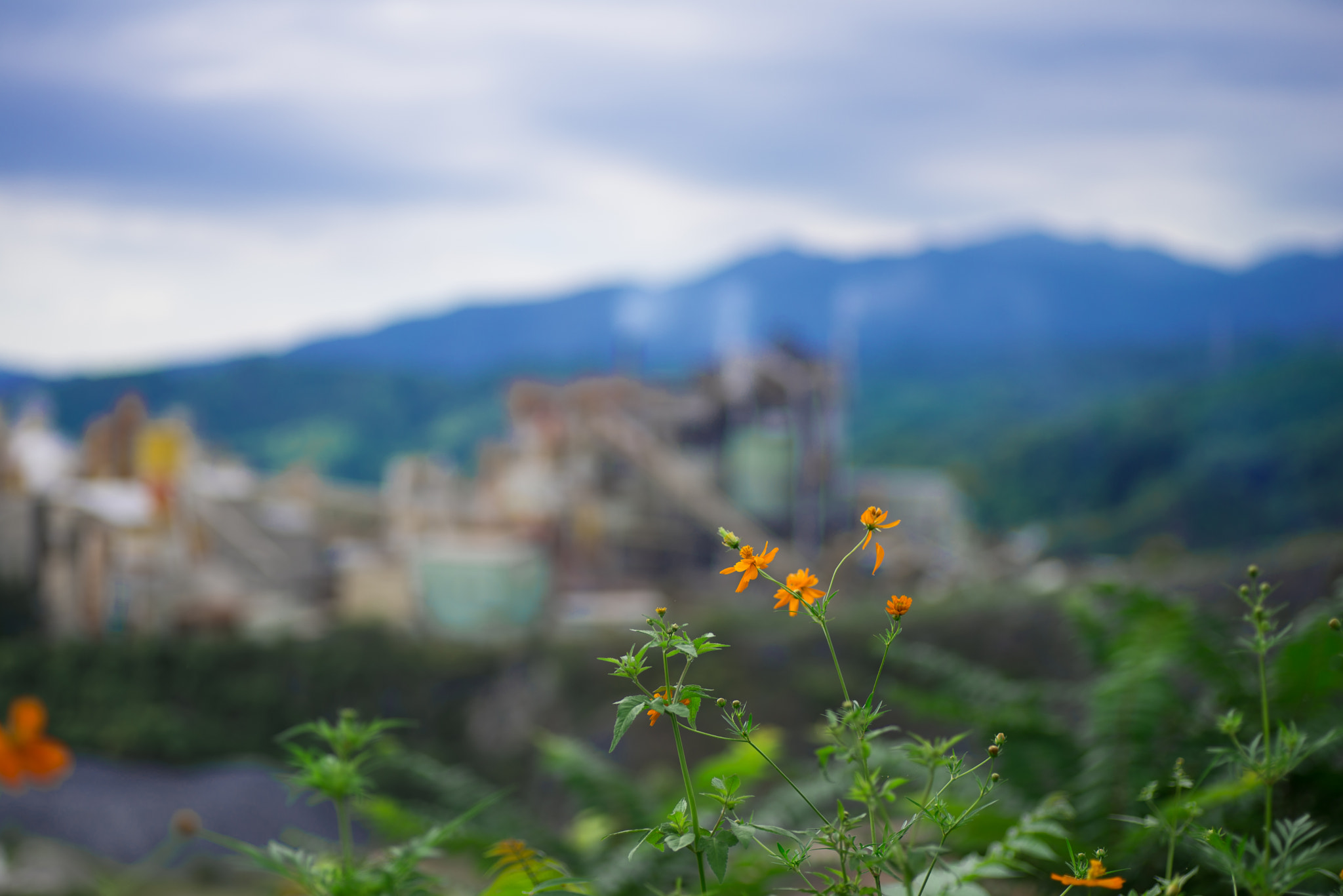 Nikon D600 sample photo. Pretty and the beast photography
