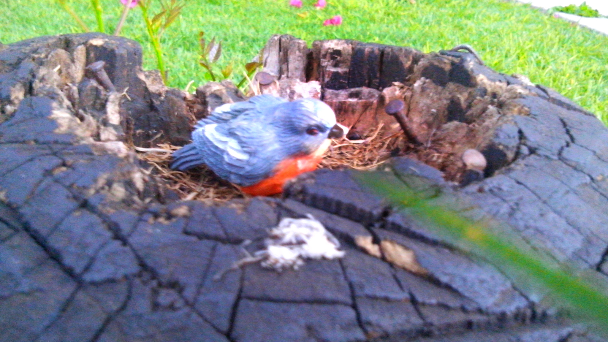 LG G Pro Lite sample photo. A cute and little bird photography
