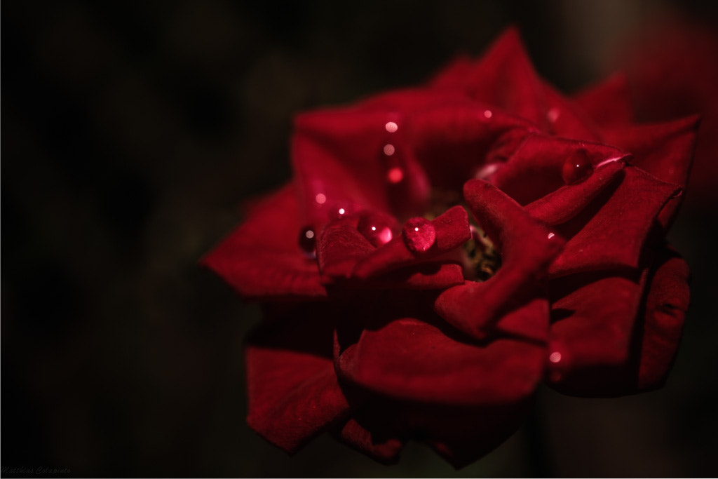 Sony a7 + Sony E 30mm F3.5 Macro sample photo. Rosedrop photography