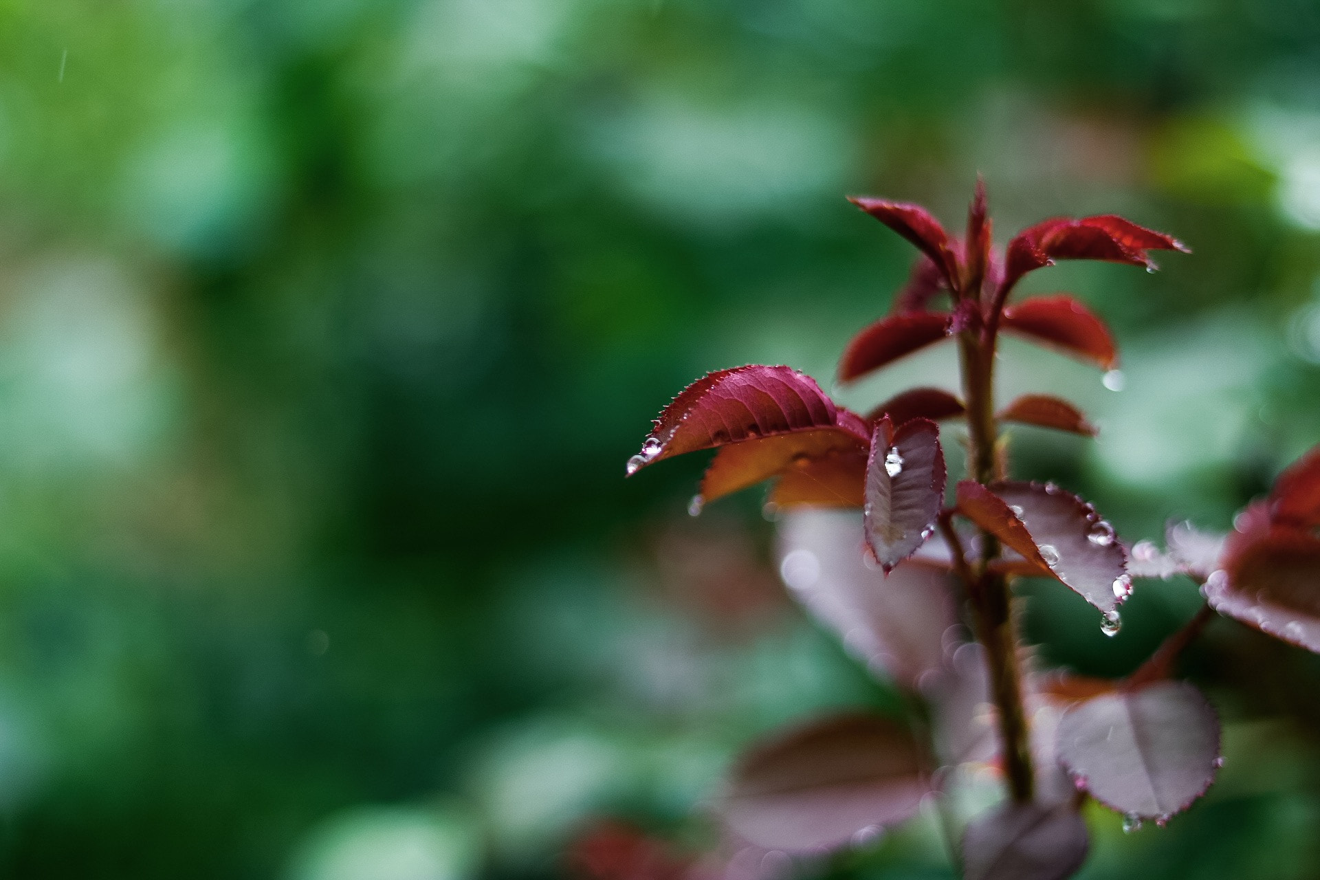 Canon EOS 750D (EOS Rebel T6i / EOS Kiss X8i) + Canon EF 50mm F1.8 STM sample photo. 雨の雫 photography