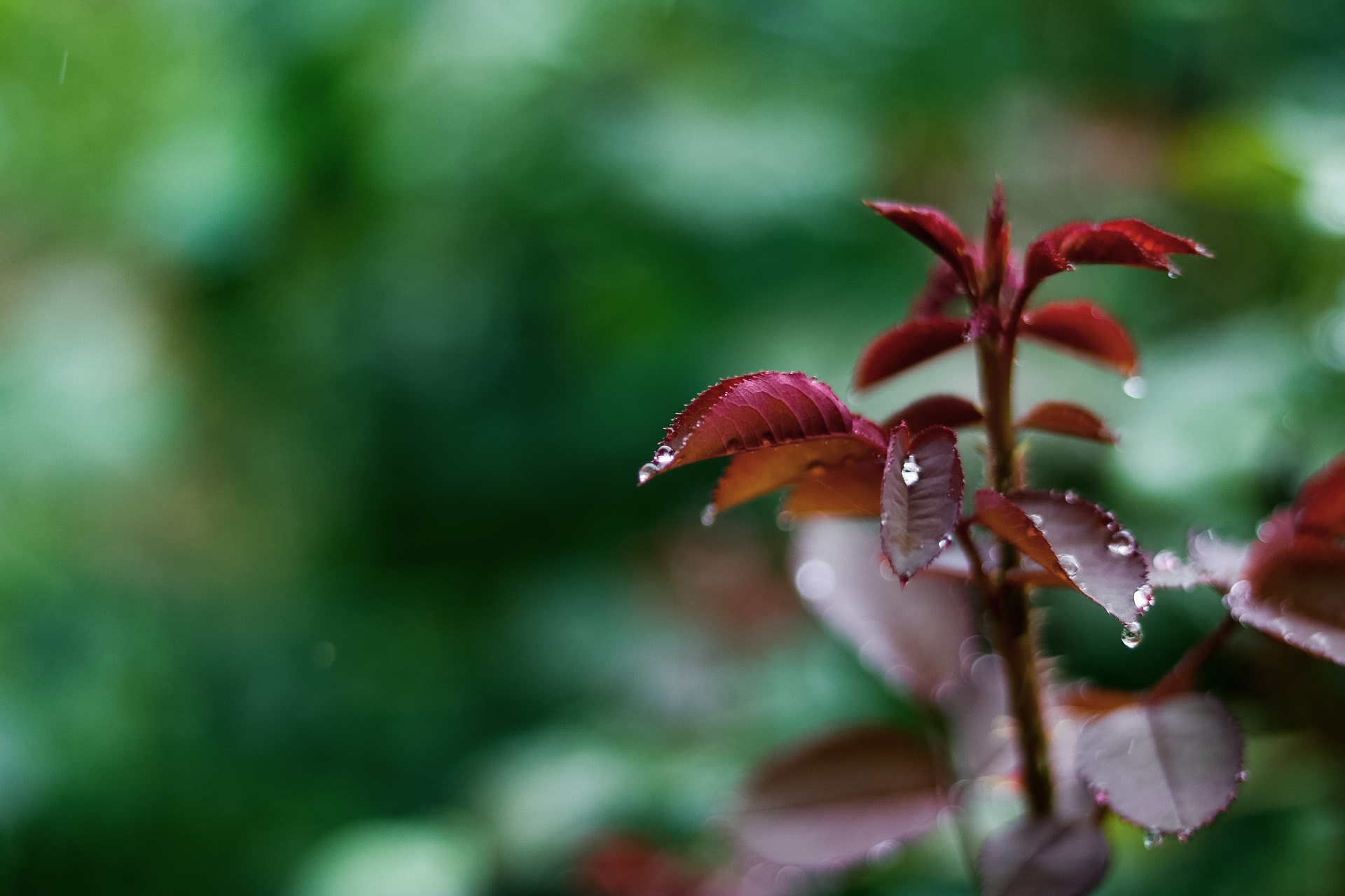 Canon EOS 750D (EOS Rebel T6i / EOS Kiss X8i) sample photo. 雨の雫 photography