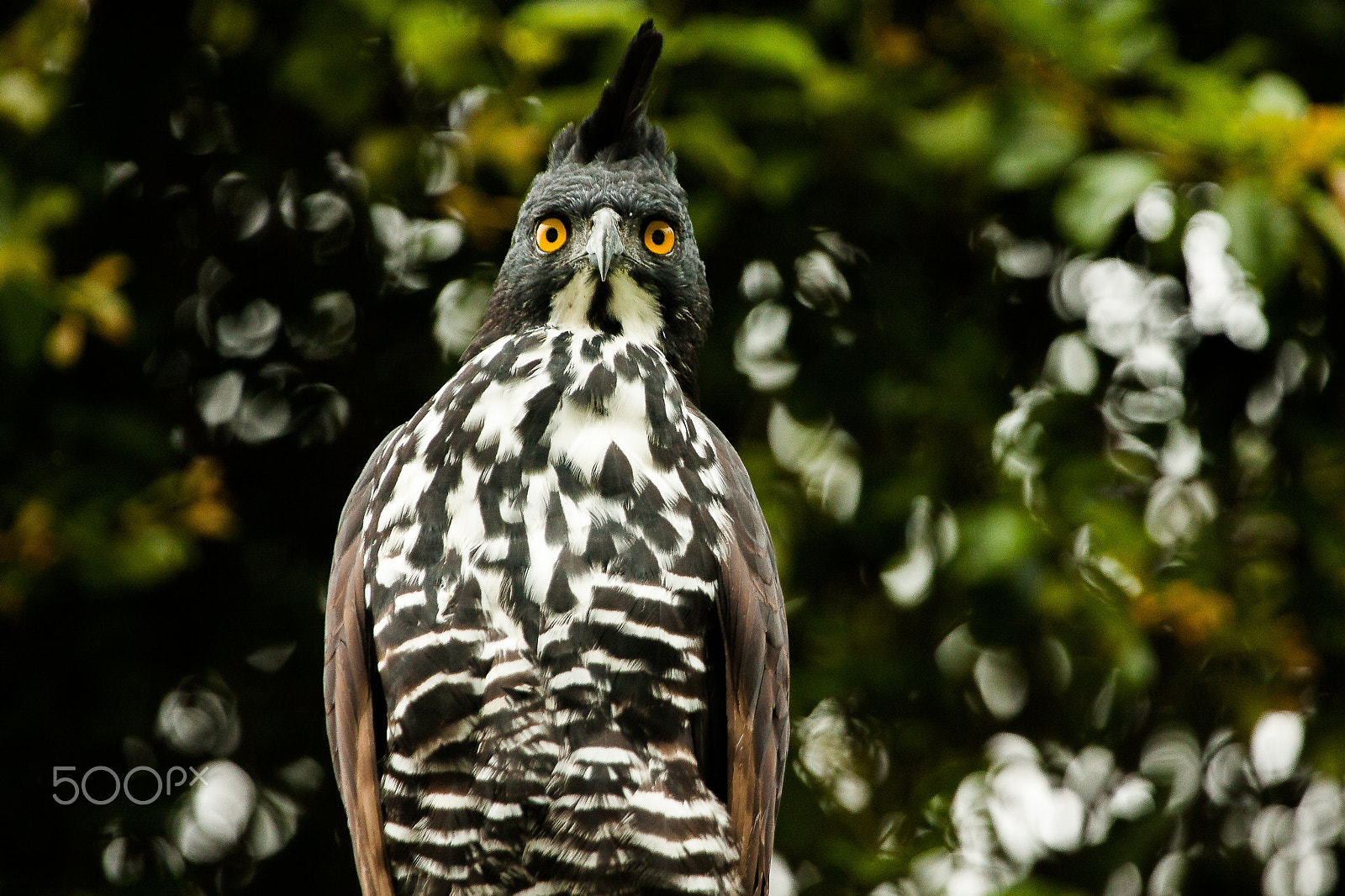 Canon EF 100-400mm F4.5-5.6L IS USM sample photo. Blyth eagle photography