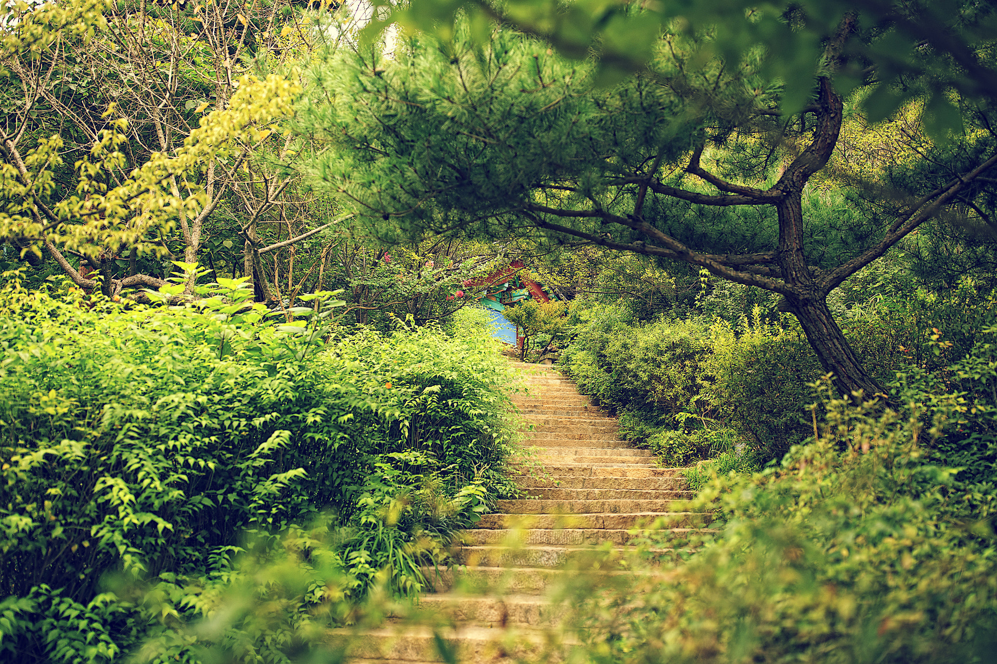 Canon EF 35mm F1.4L II USM sample photo. Step photography