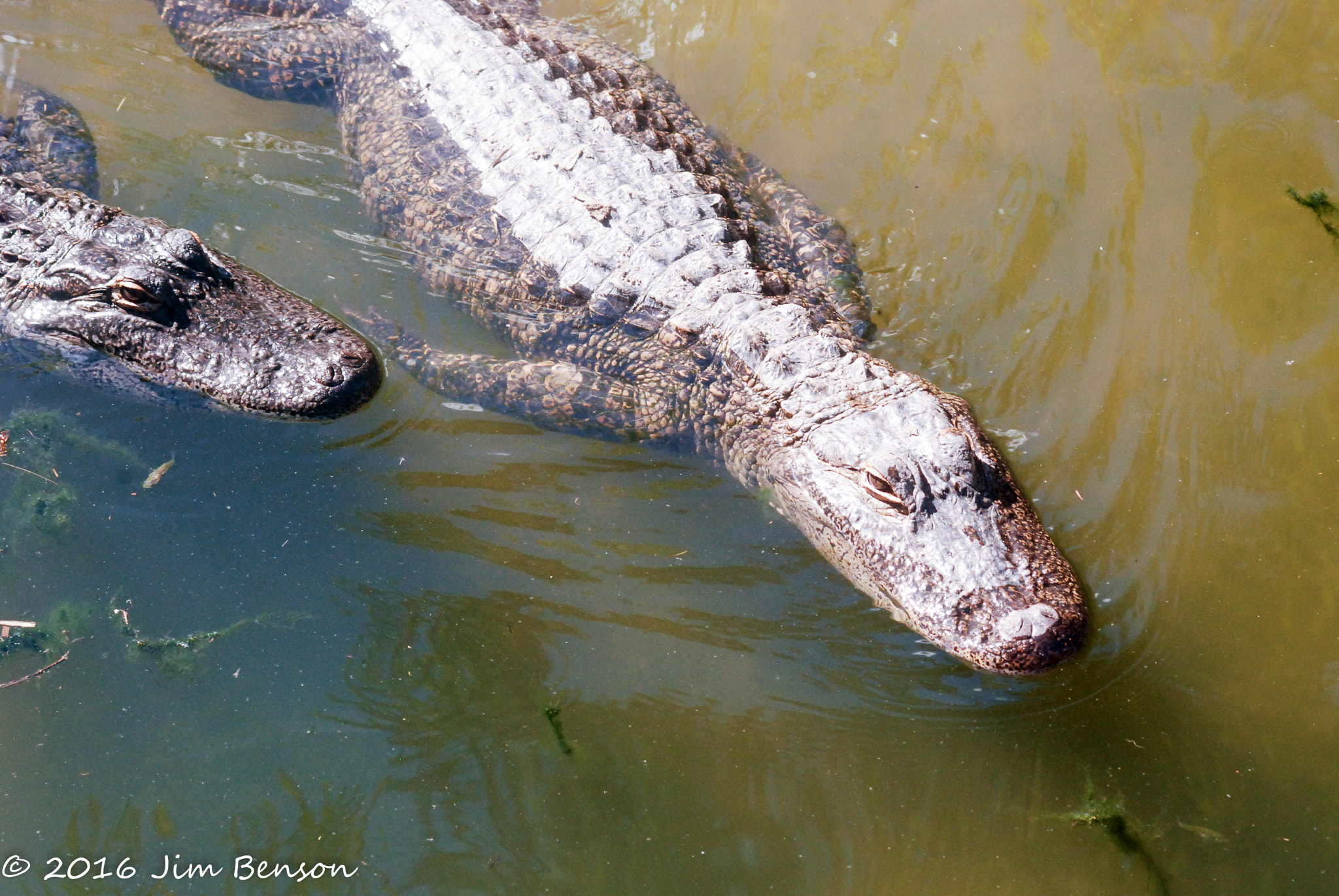 Nikon D80 + Tamron SP 70-300mm F4-5.6 Di VC USD sample photo. Alligator zoo photography