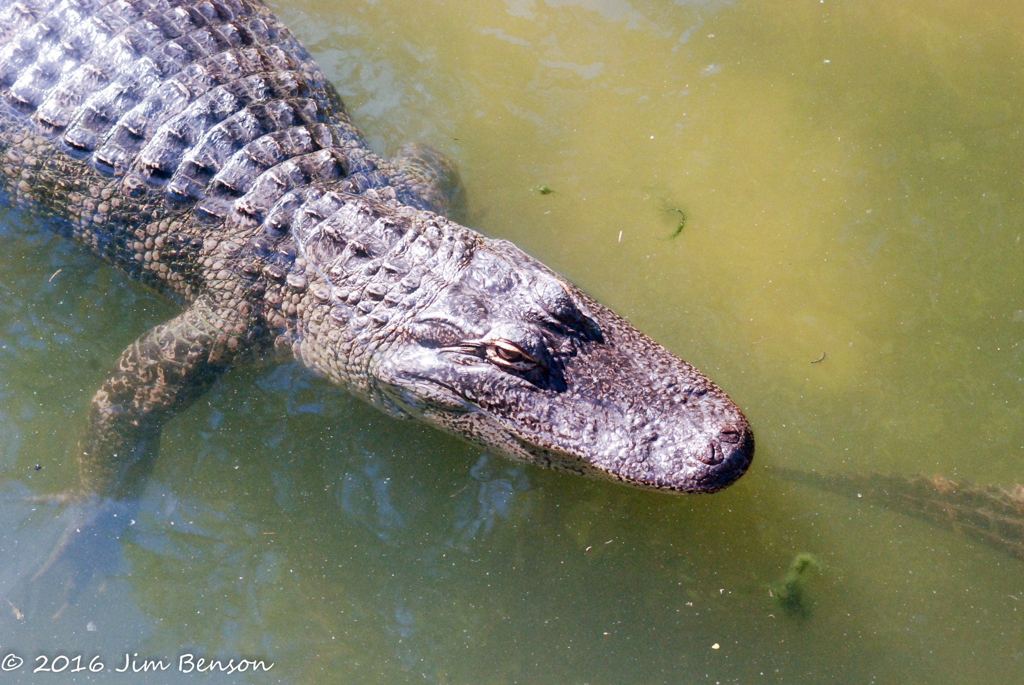 Nikon D80 sample photo. Alligator zoo photography