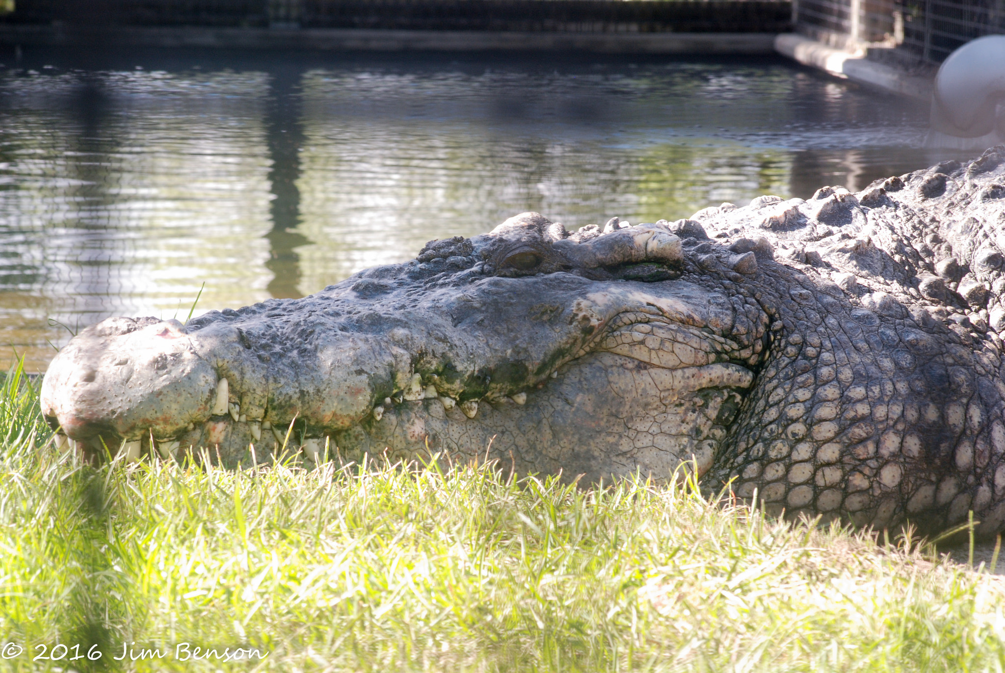 Nikon D80 sample photo. Alligator zoo photography