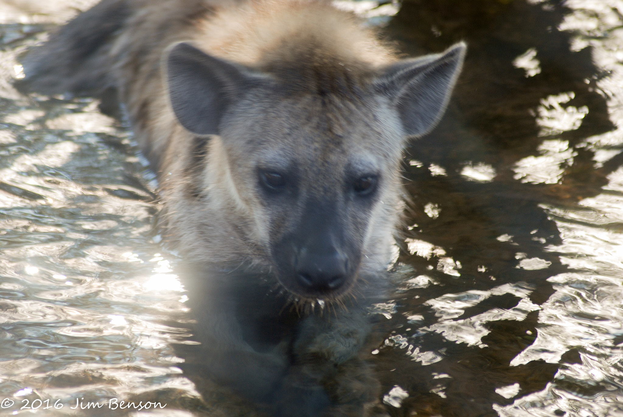 Nikon D80 sample photo. Alligator zoo photography