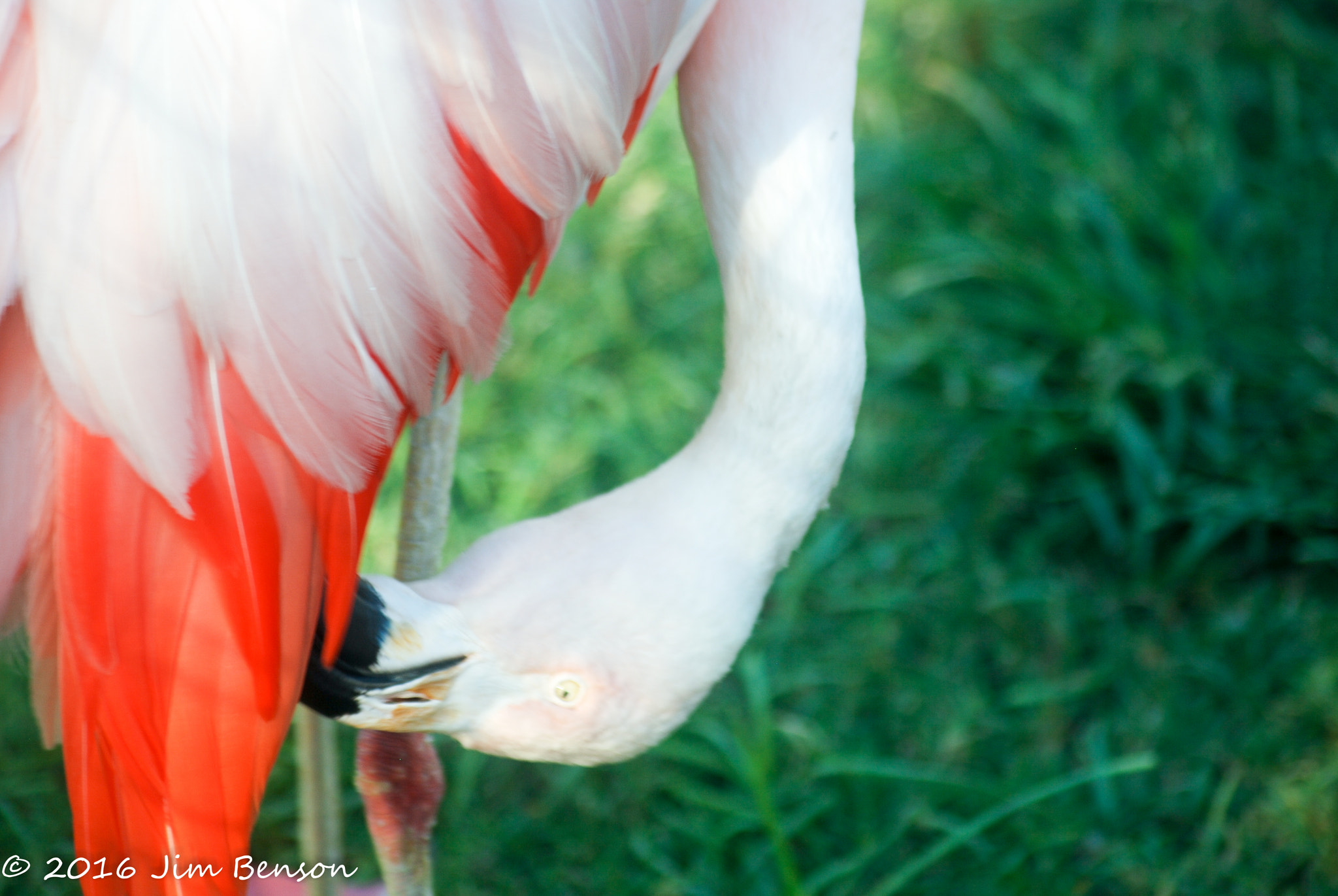Nikon D80 sample photo. Alligator zoo photography