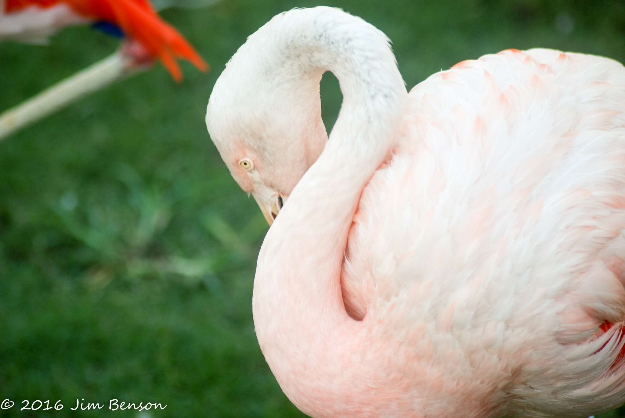 Nikon D80 sample photo. Alligator zoo photography