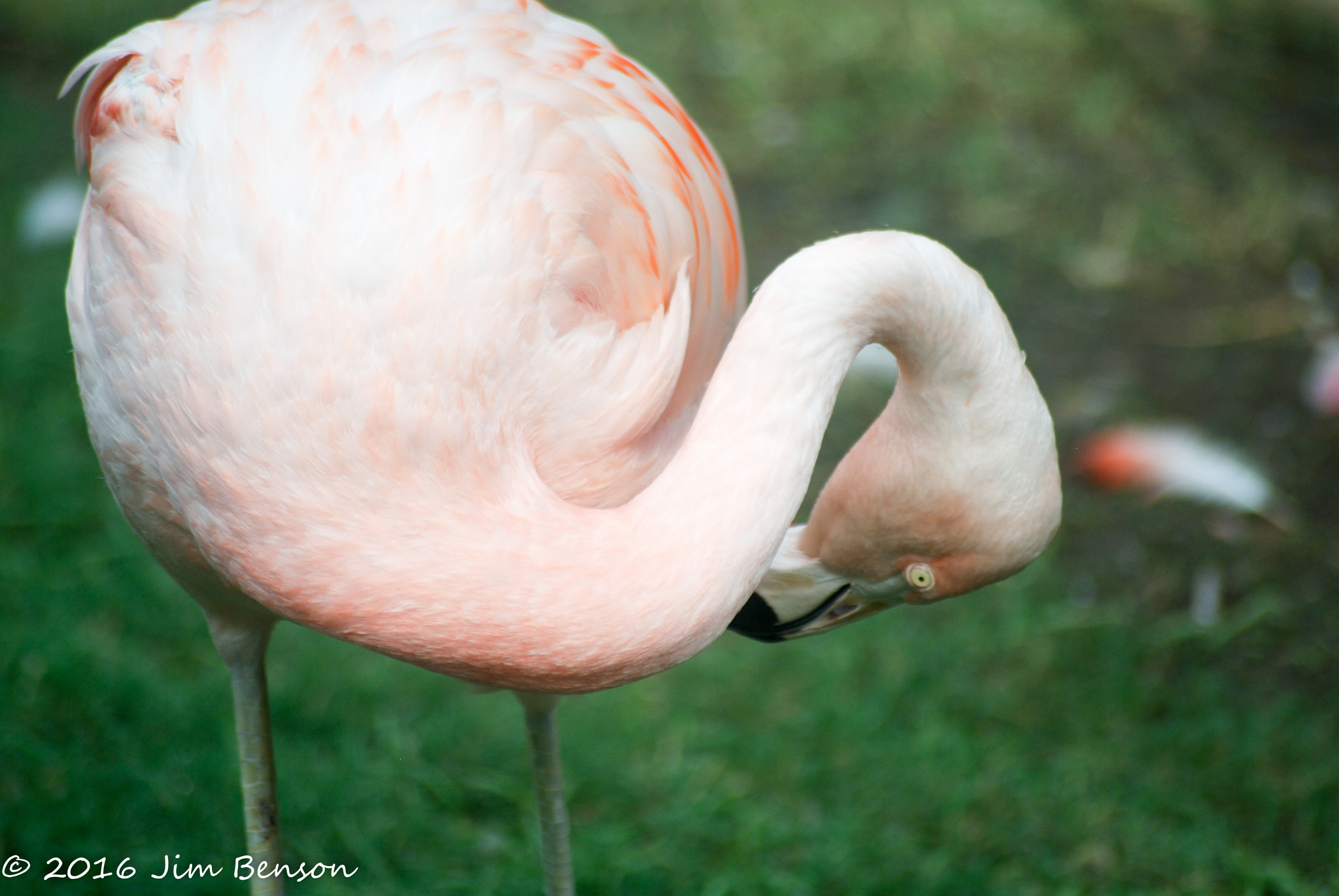 Nikon D80 sample photo. Alligator zoo photography