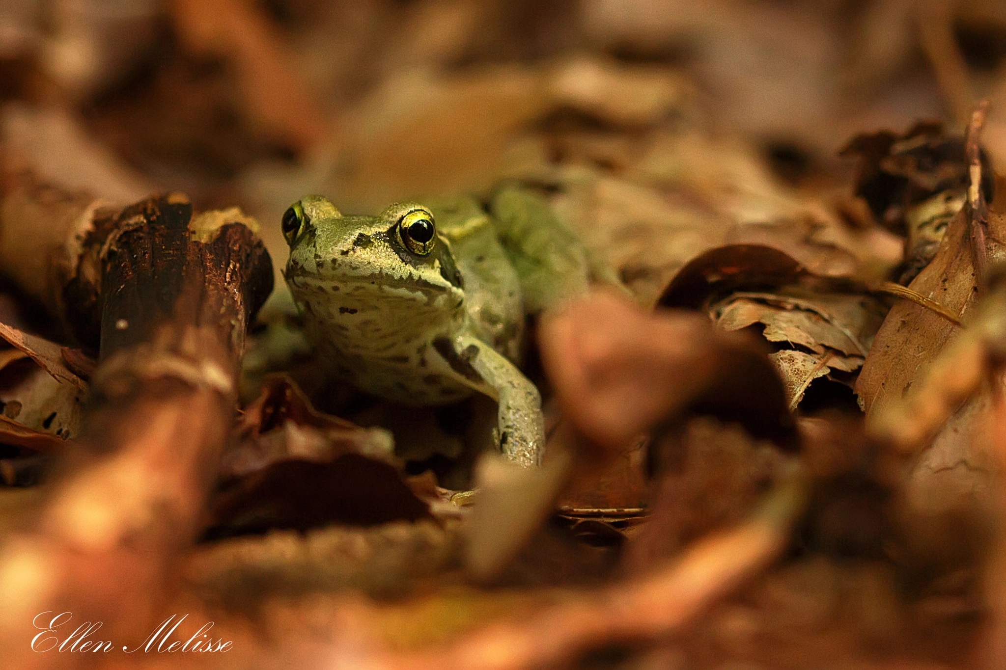 Sigma 105mm F2.8 EX DG OS HSM sample photo. Frog photography
