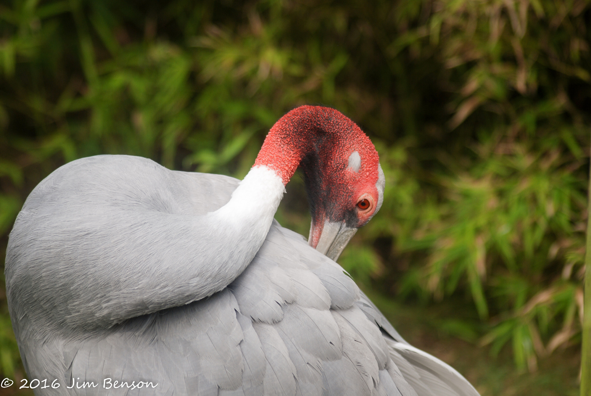 Nikon D80 sample photo. Alligator zoo photography
