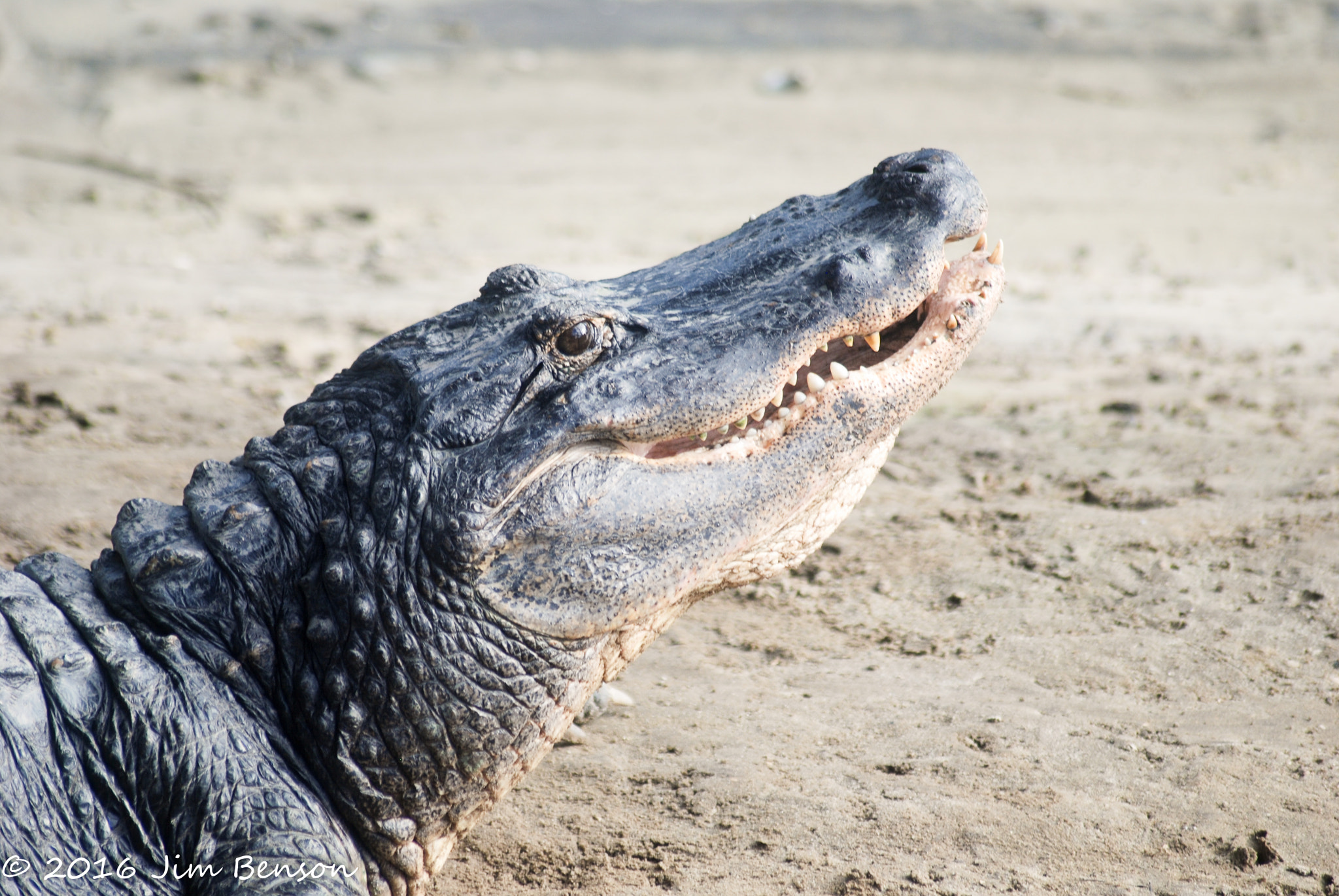 Nikon D80 sample photo. Alligator zoo photography