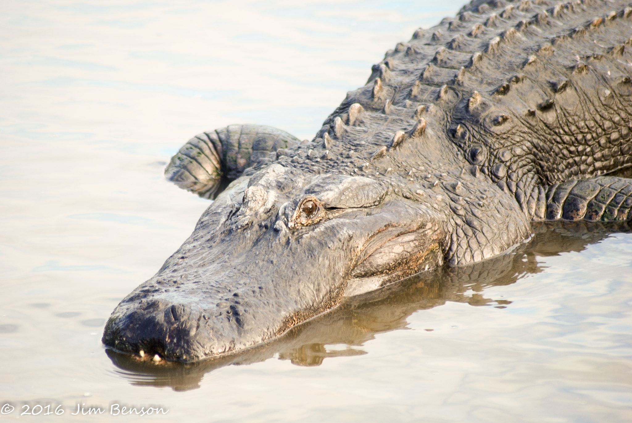 Nikon D80 sample photo. Alligator zoo photography