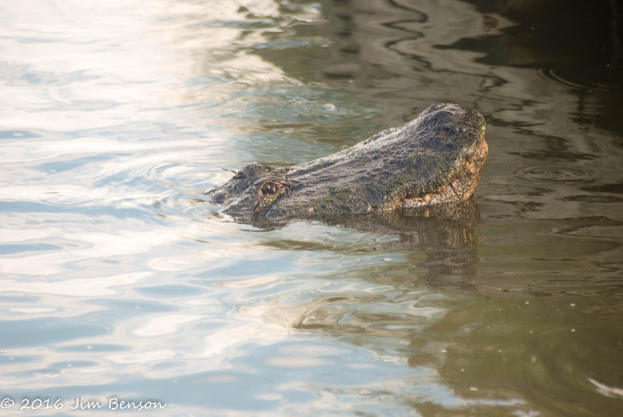 Nikon D80 sample photo. Alligator zoo photography
