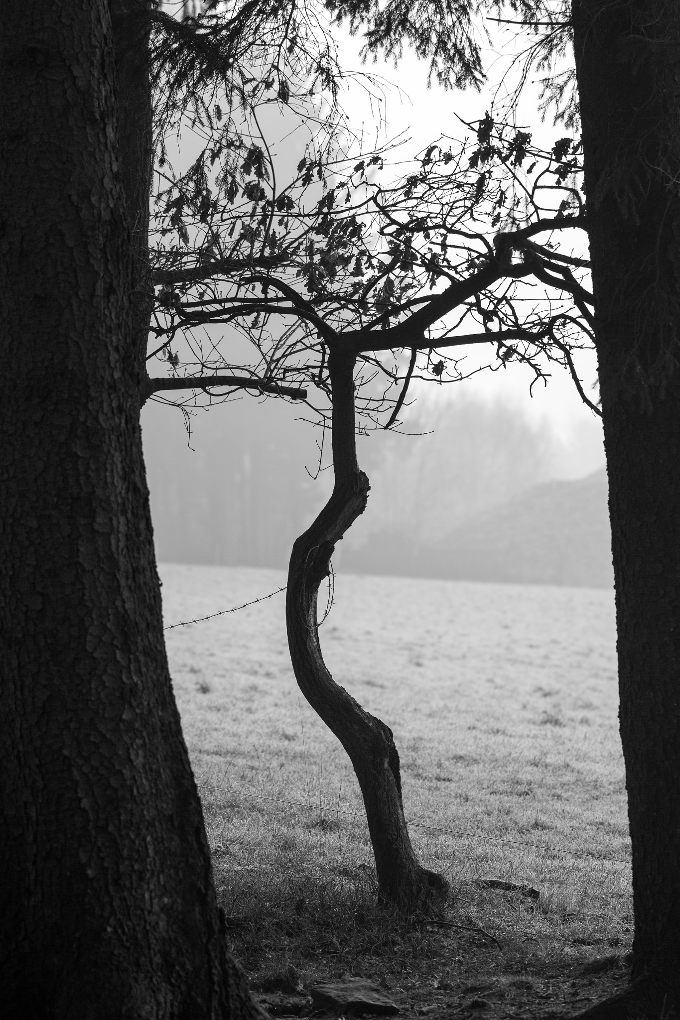 Canon EOS 7D sample photo. Winter tree photography