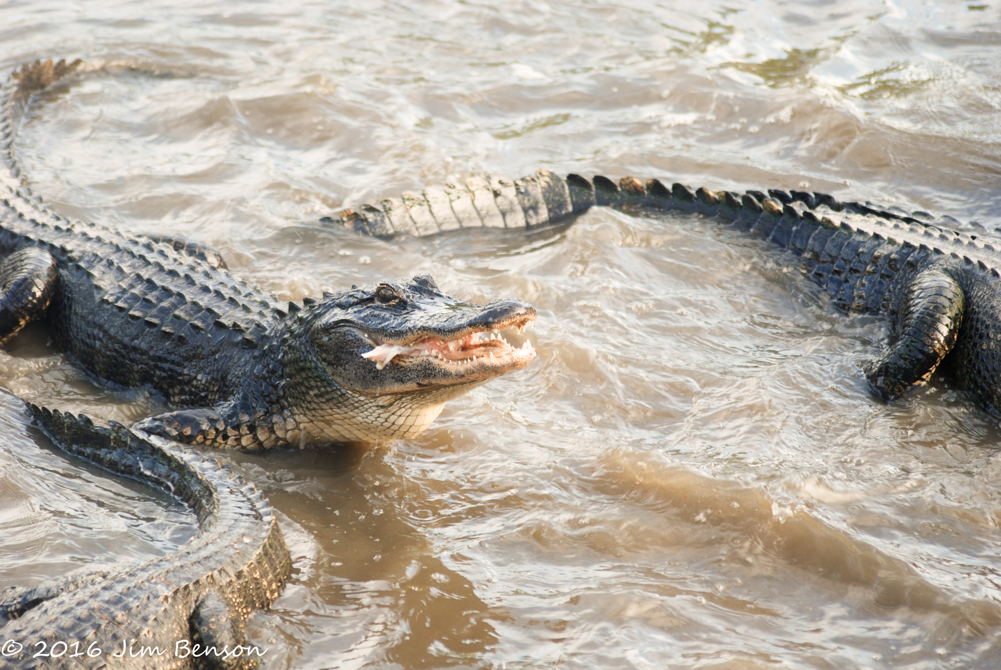 Nikon D80 sample photo. Alligator zoo photography