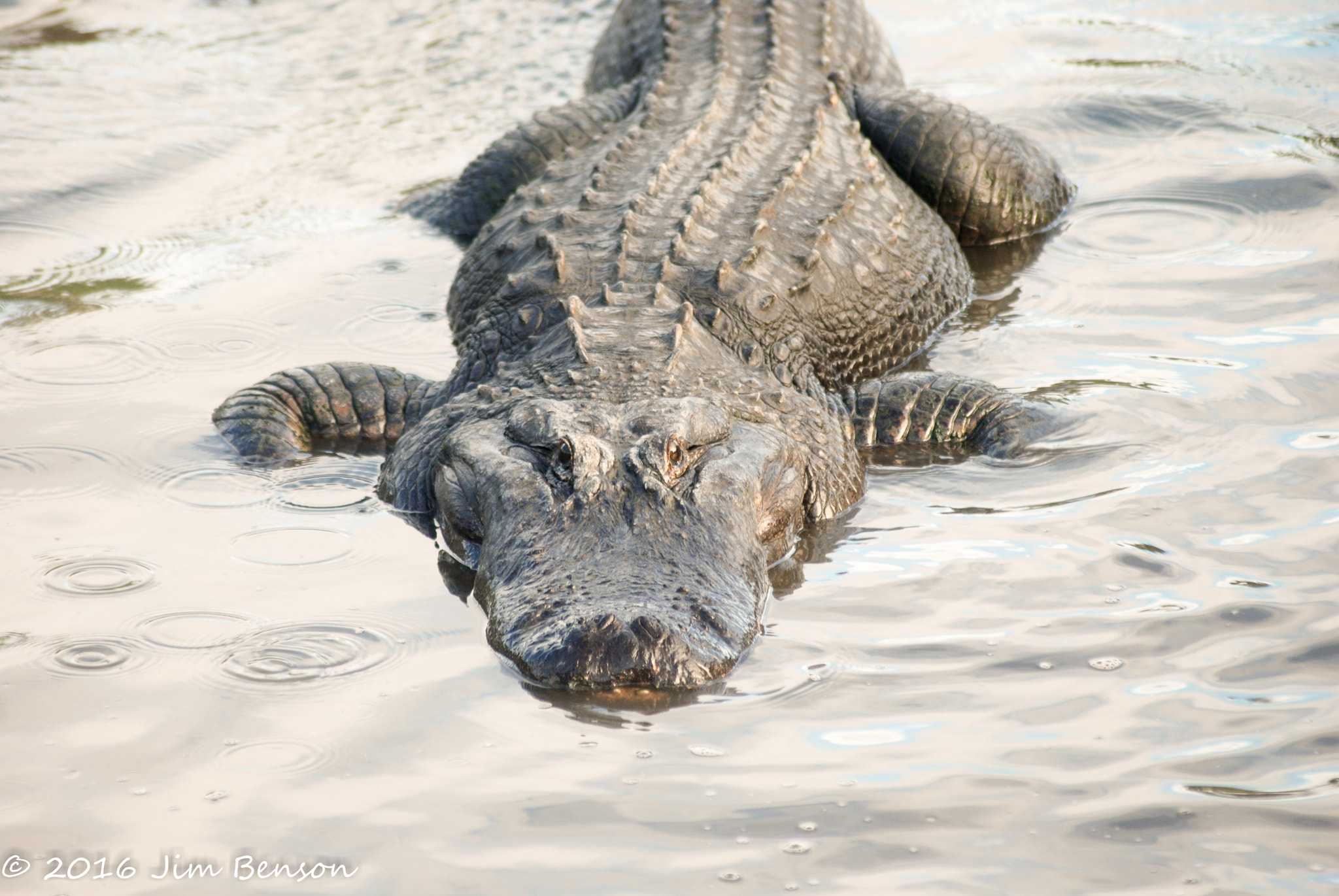 Nikon D80 sample photo. Alligator zoo photography