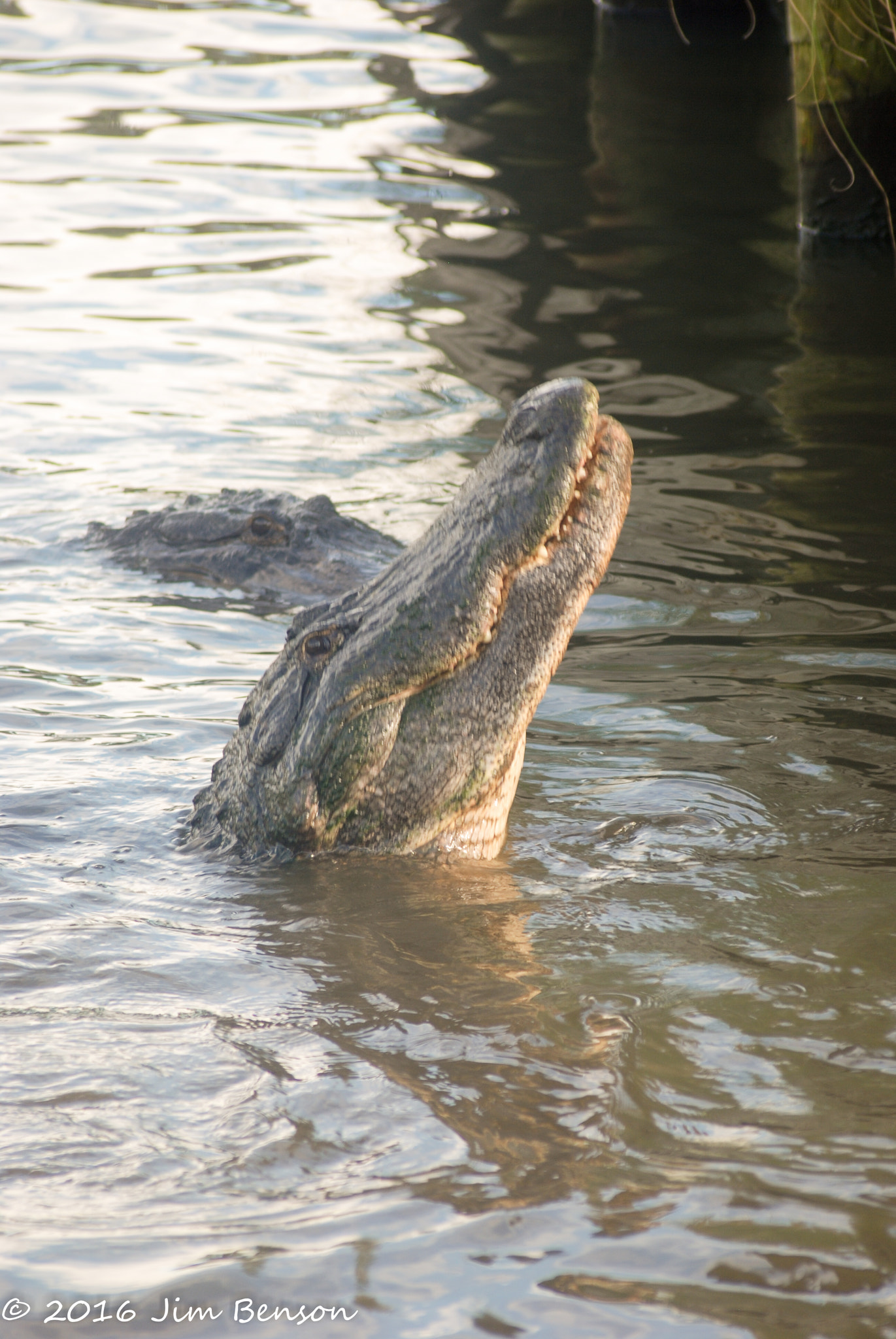 Nikon D80 sample photo. Alligator zoo photography