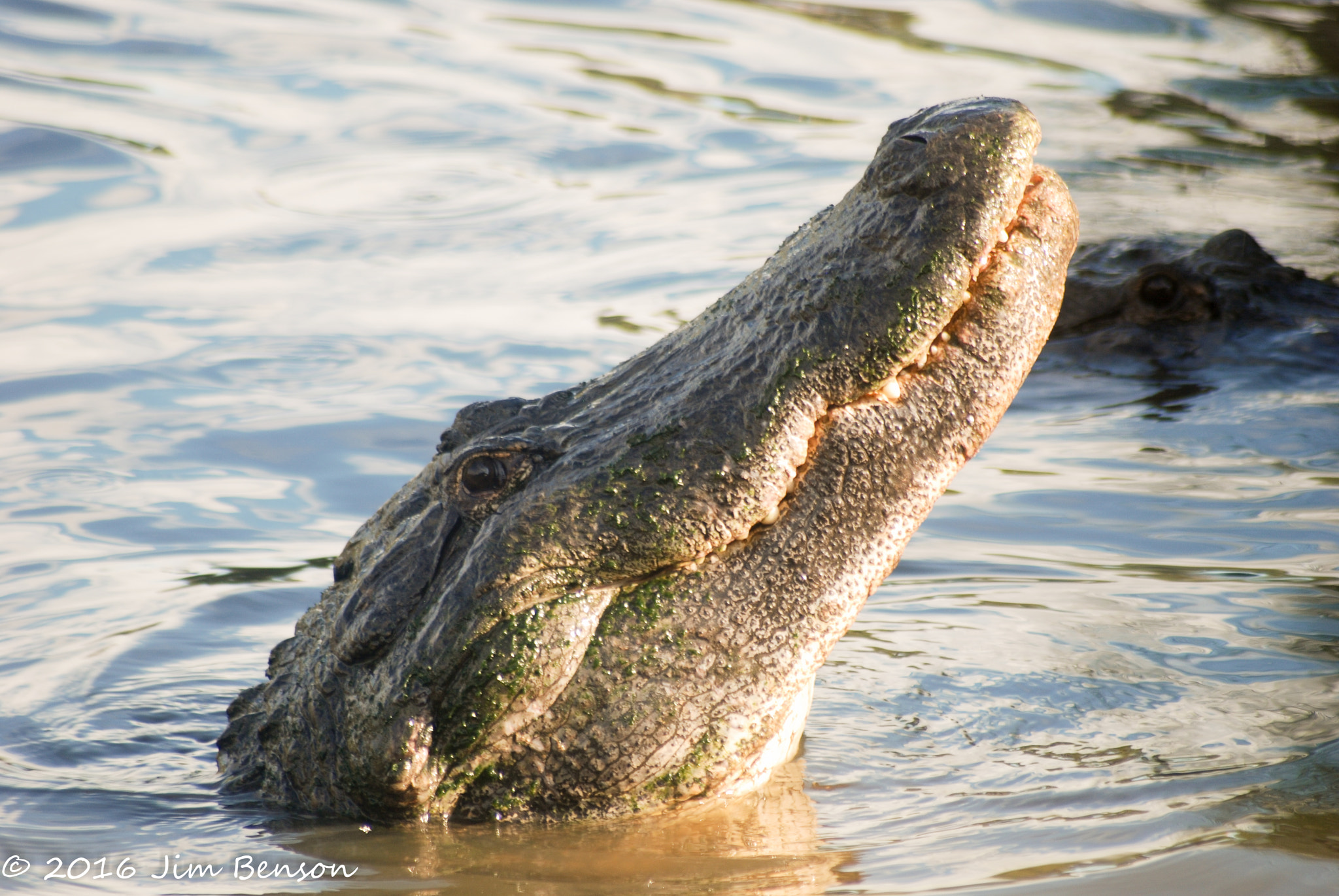 Nikon D80 sample photo. Alligator zoo photography